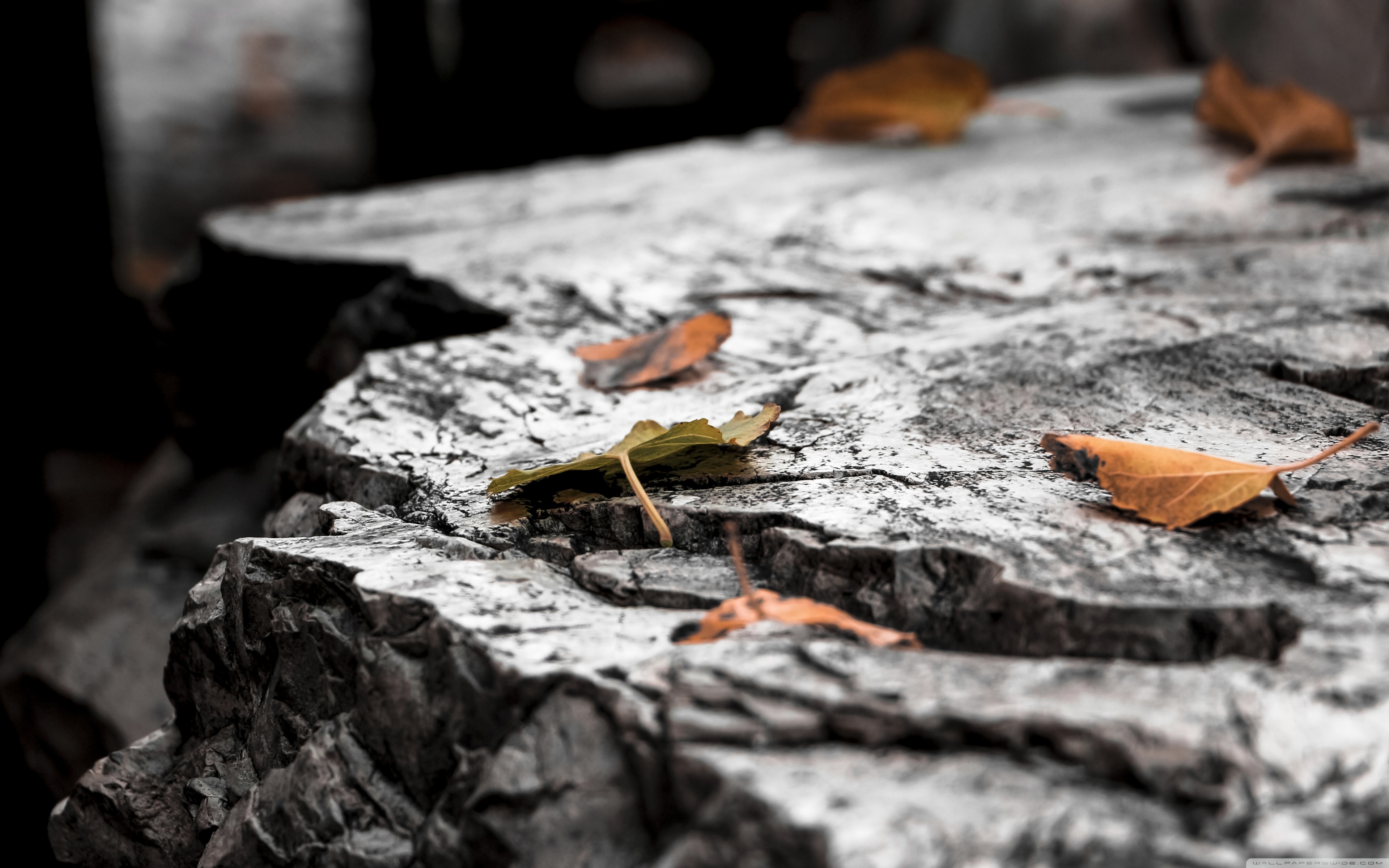 Autumn Leaves Ultra HD Desktop Background Wallpaper for 4K UHD TV, Widescreen & UltraWide Desktop & Laptop, Tablet