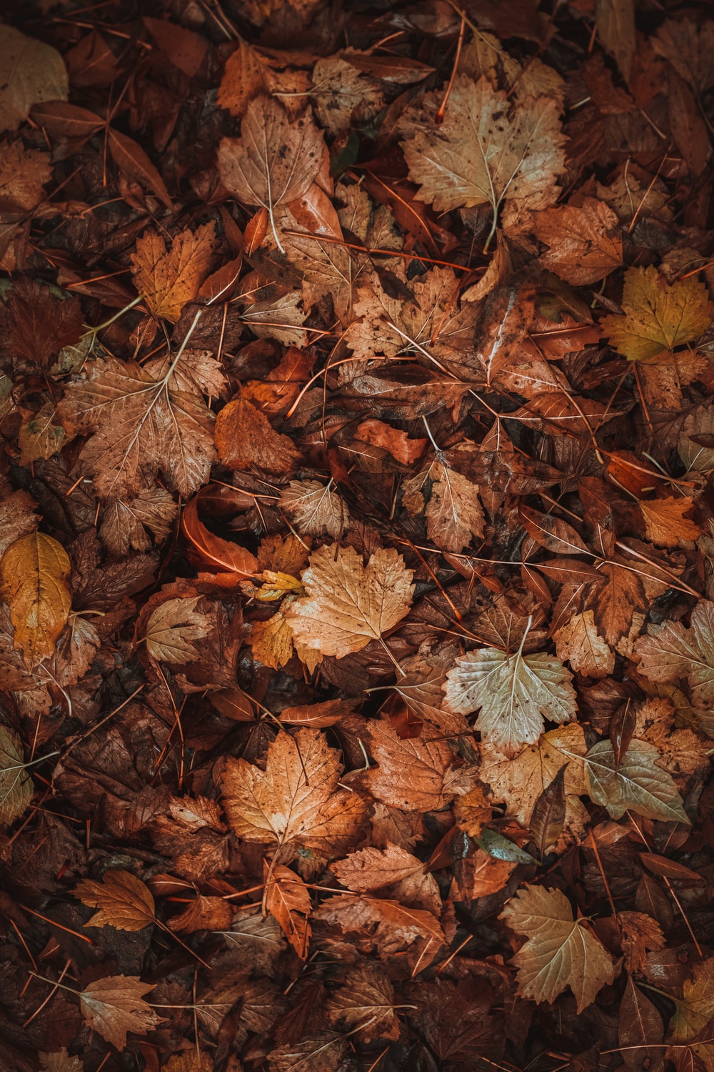 Autumn Leaves Grey Wallpapers - Wallpaper Cave