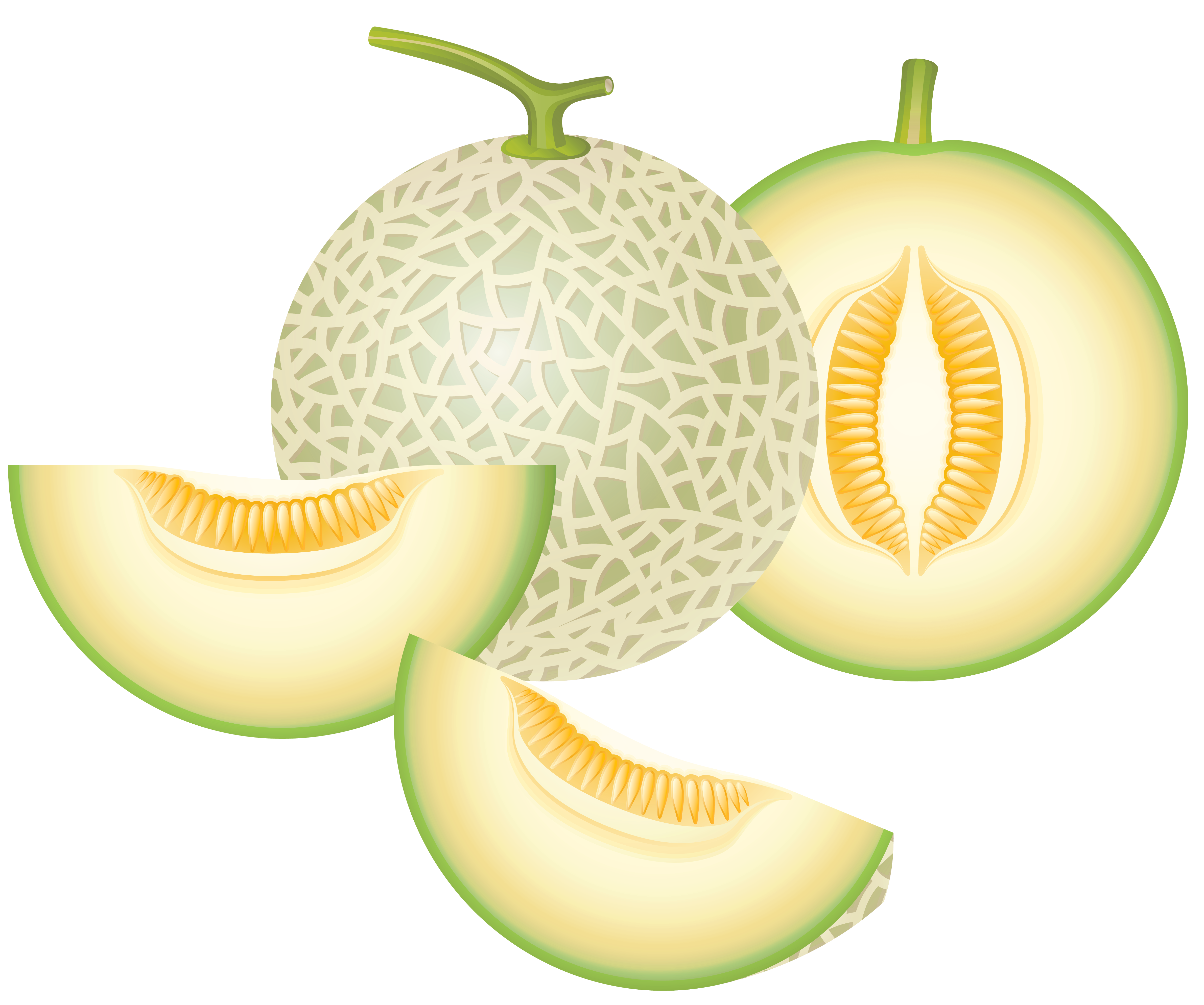 Cantaloupe Melon PNG Clipart​-Quality Image and Transparent PNG Free Clipart