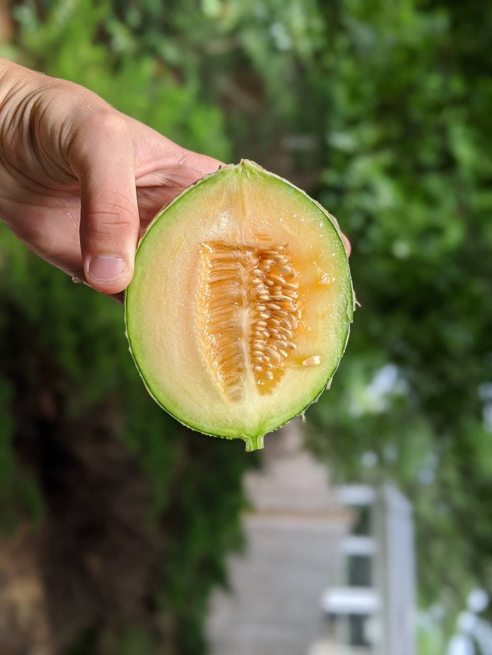 Honeydew Melon Picture. Download Free Image
