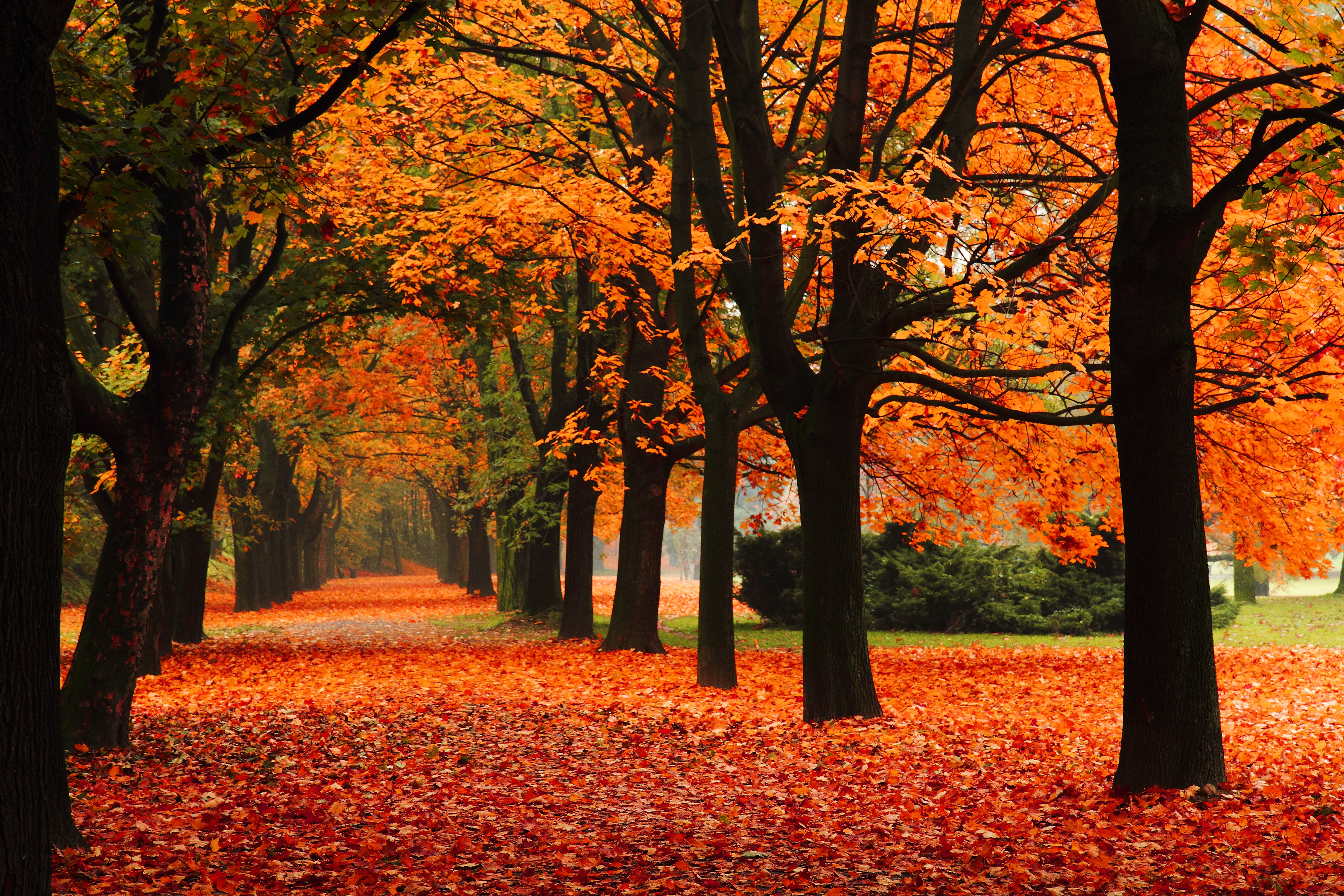Most viewed Fall wallpaperK Wallpaper