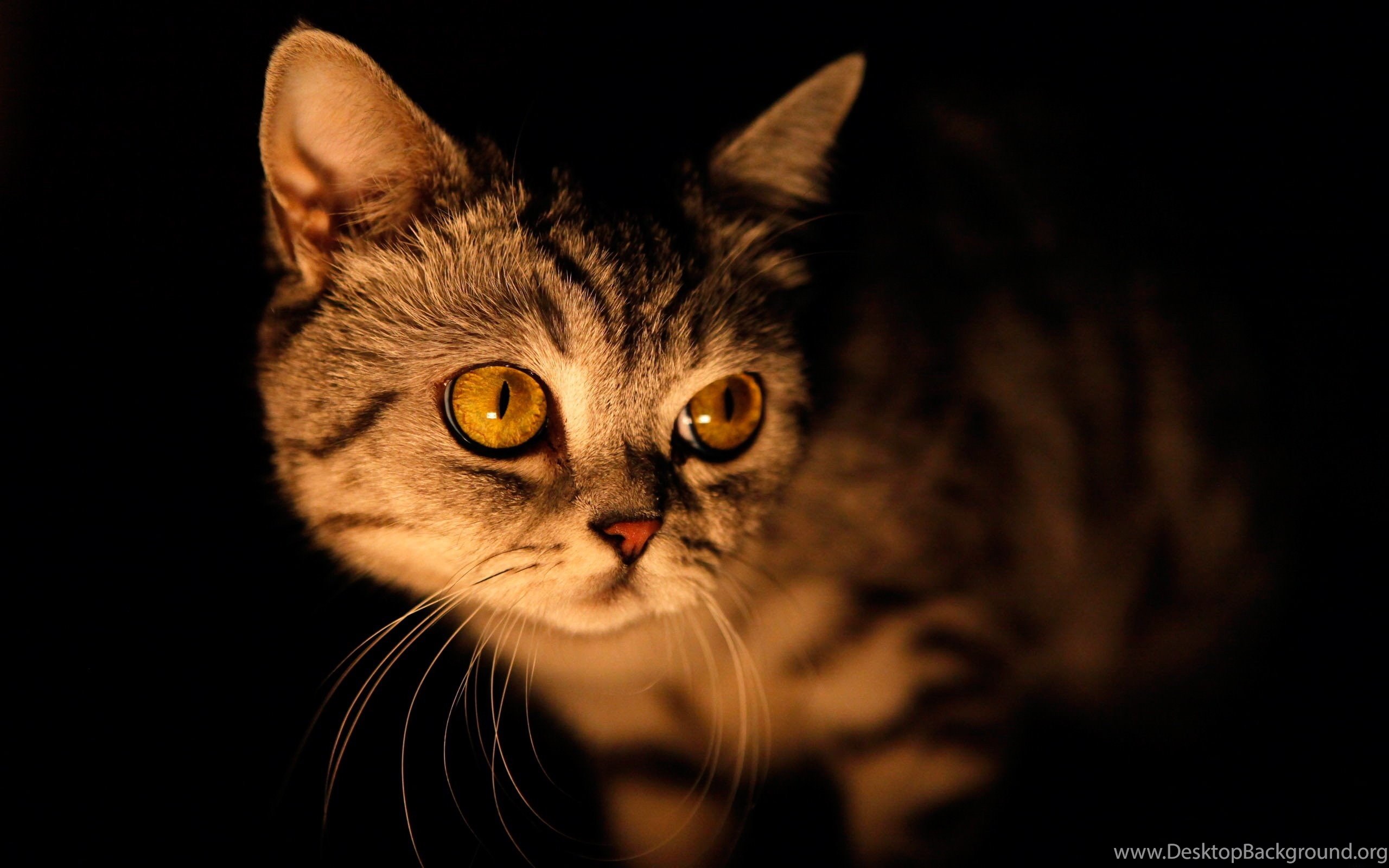 Cats Lurking Dark Cat Darkness Dim Light Eyes Wallpaper Picture. Desktop Background