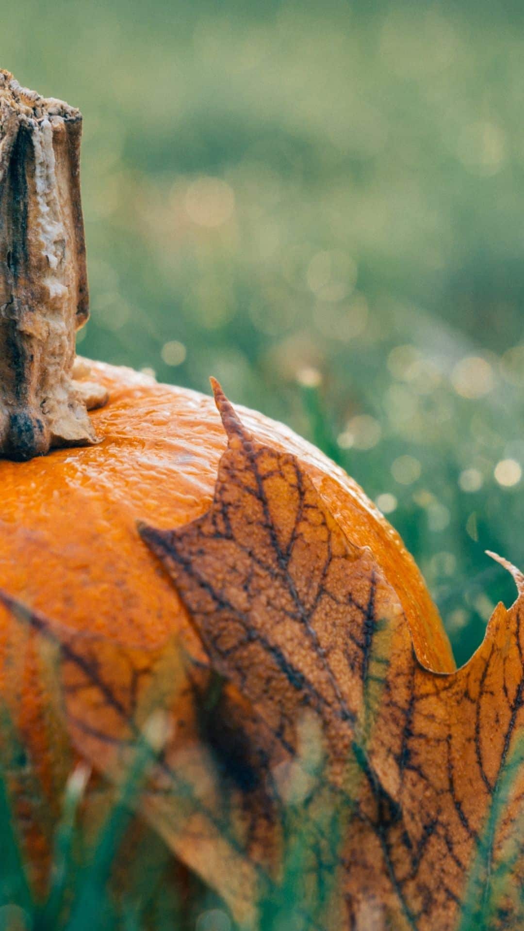 Fall Wallpaper for Your Phone {Free Downloads} Keele Deal