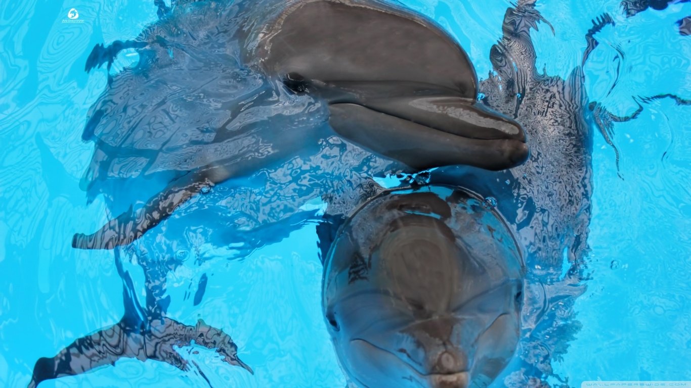Title Animal Dolphin Wallpaper 3D Epoxy Kids Room HD Wallpaper