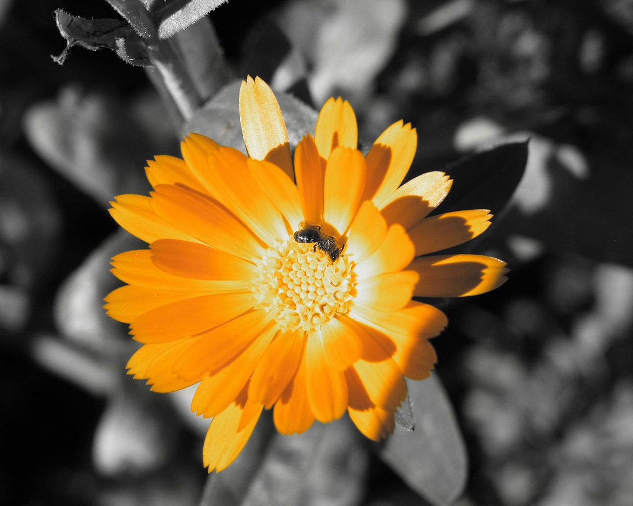 Golden Flower Wallpaper Flowers Nature Wallpaper in jpg format for free download