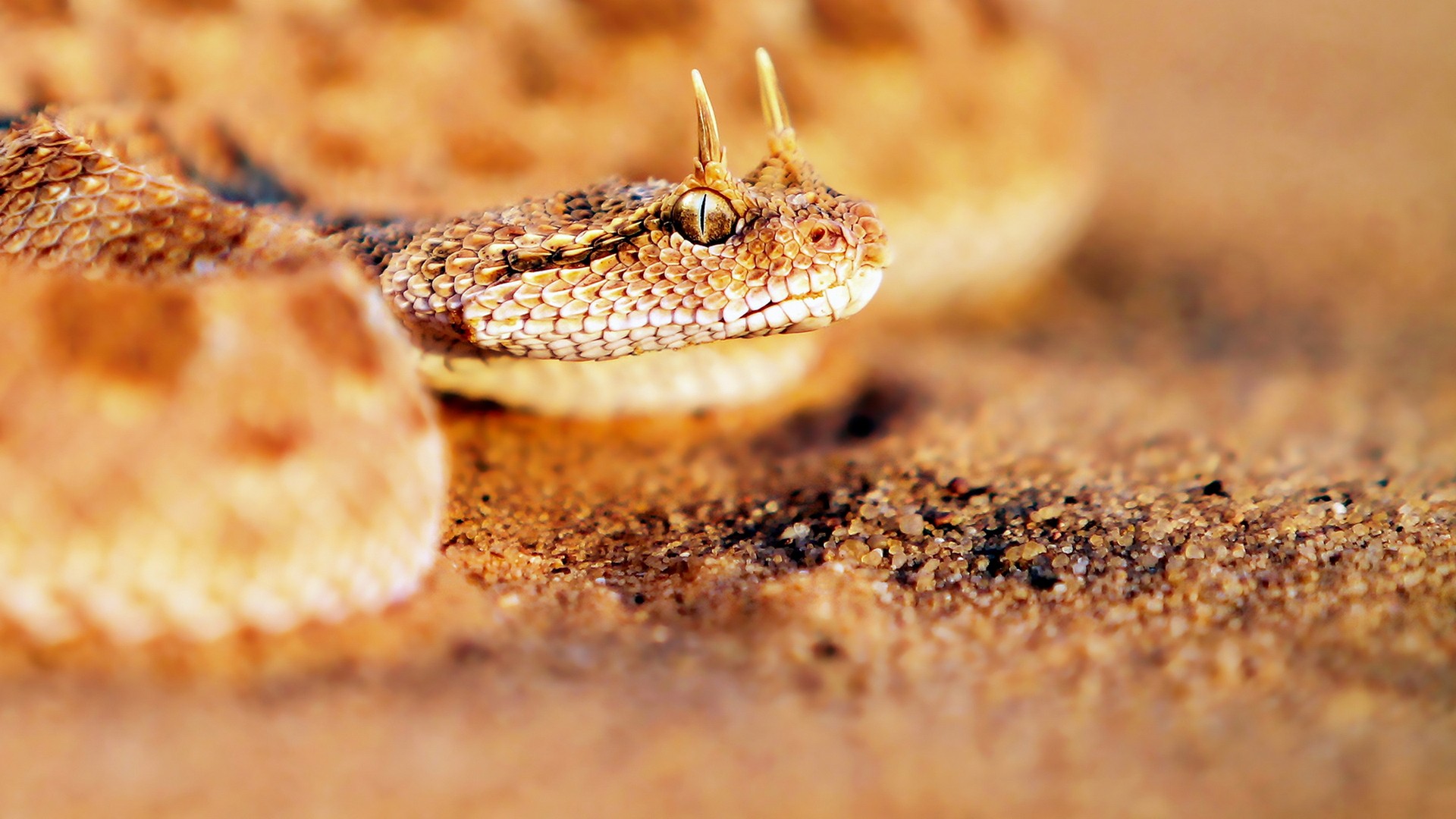 Viper Snake HD Wallpaper