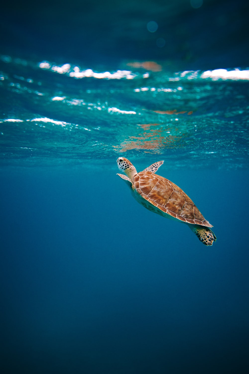 Turtle Wallpaper Images | Free Photos, PNG Stickers, Wallpapers &  Backgrounds - rawpixel