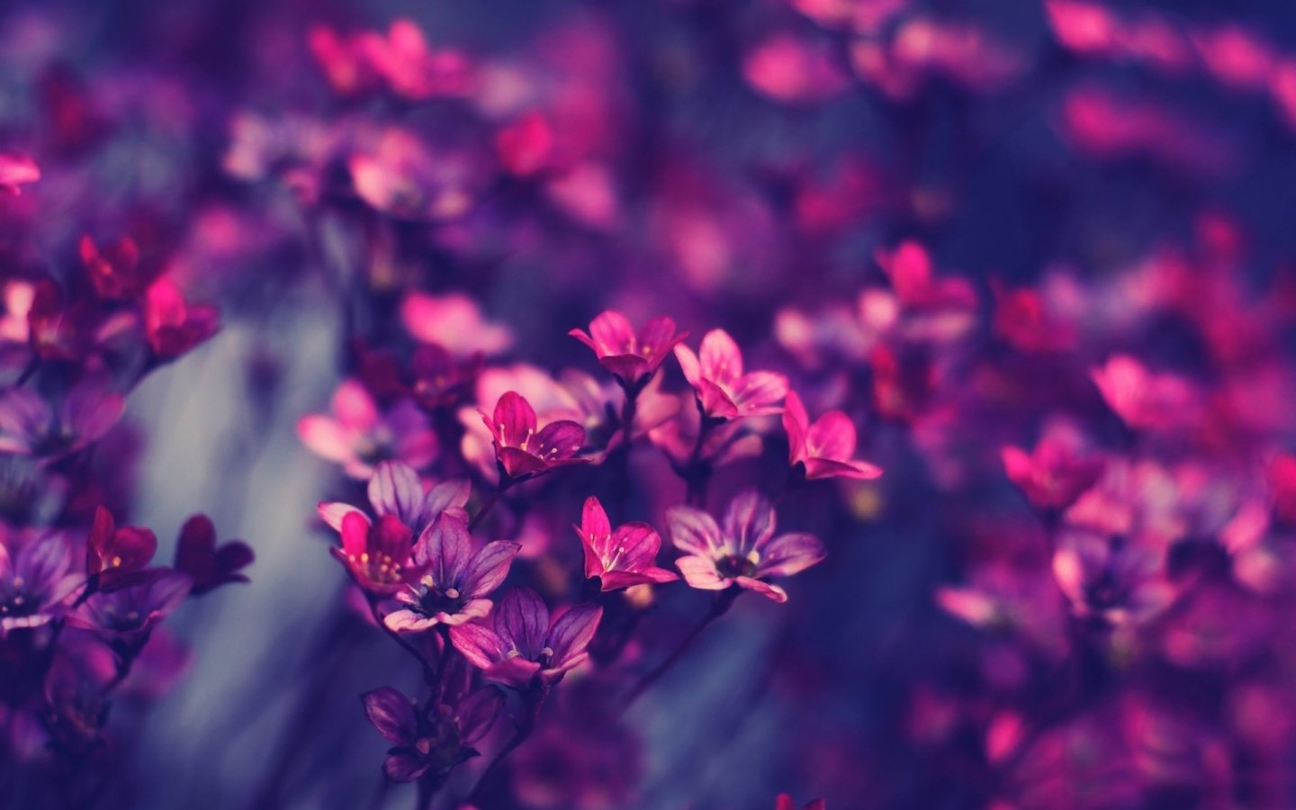 Purple wildflowers MacBook Air Wallpaper Download