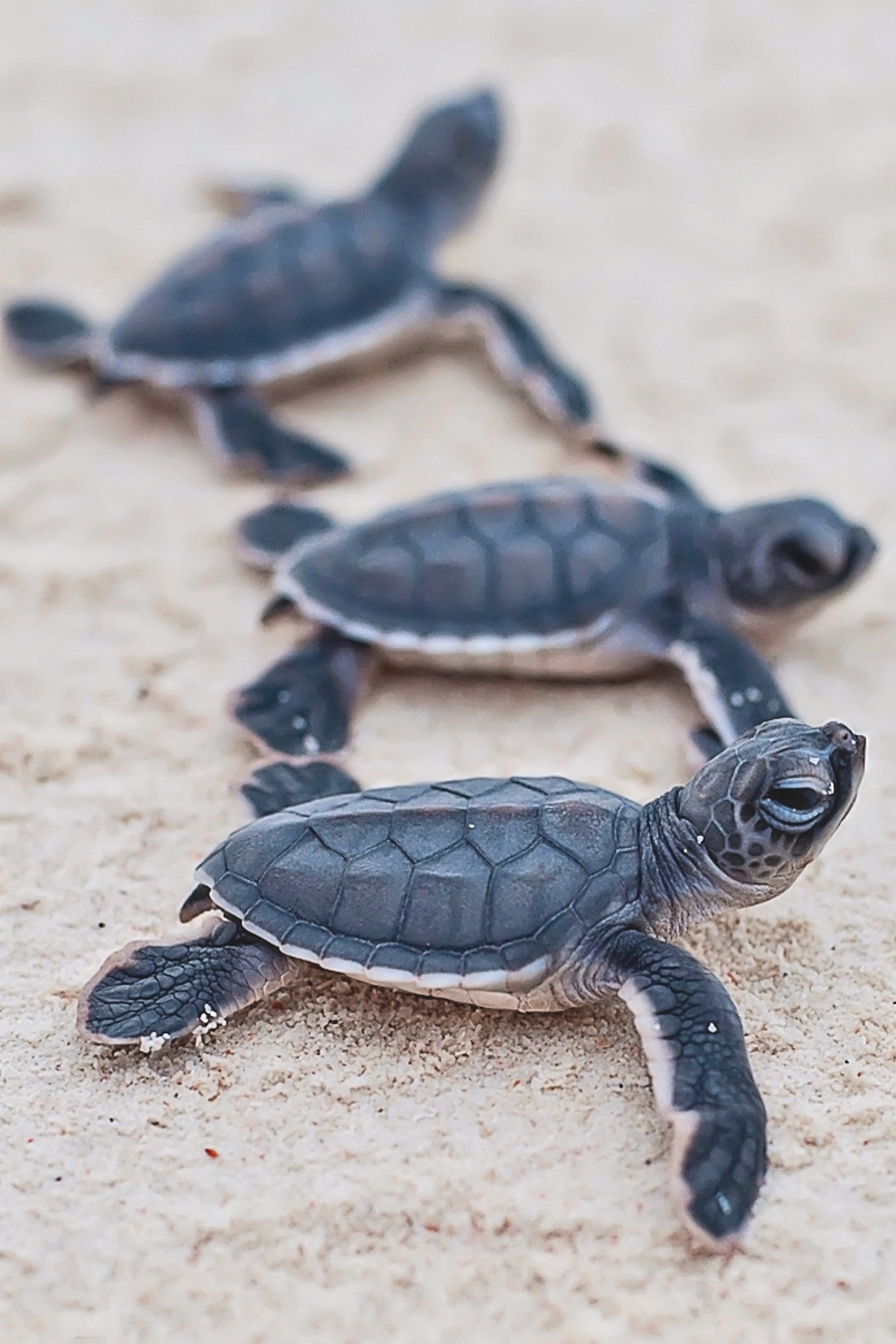 Aesthetic Cute Sea Turtle Wallpaper iPhone