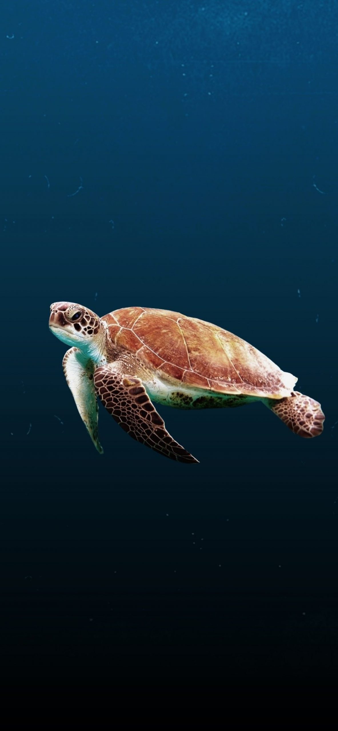 Aesthetic Sea Turtle Wallpapers - Wallpaper Cave