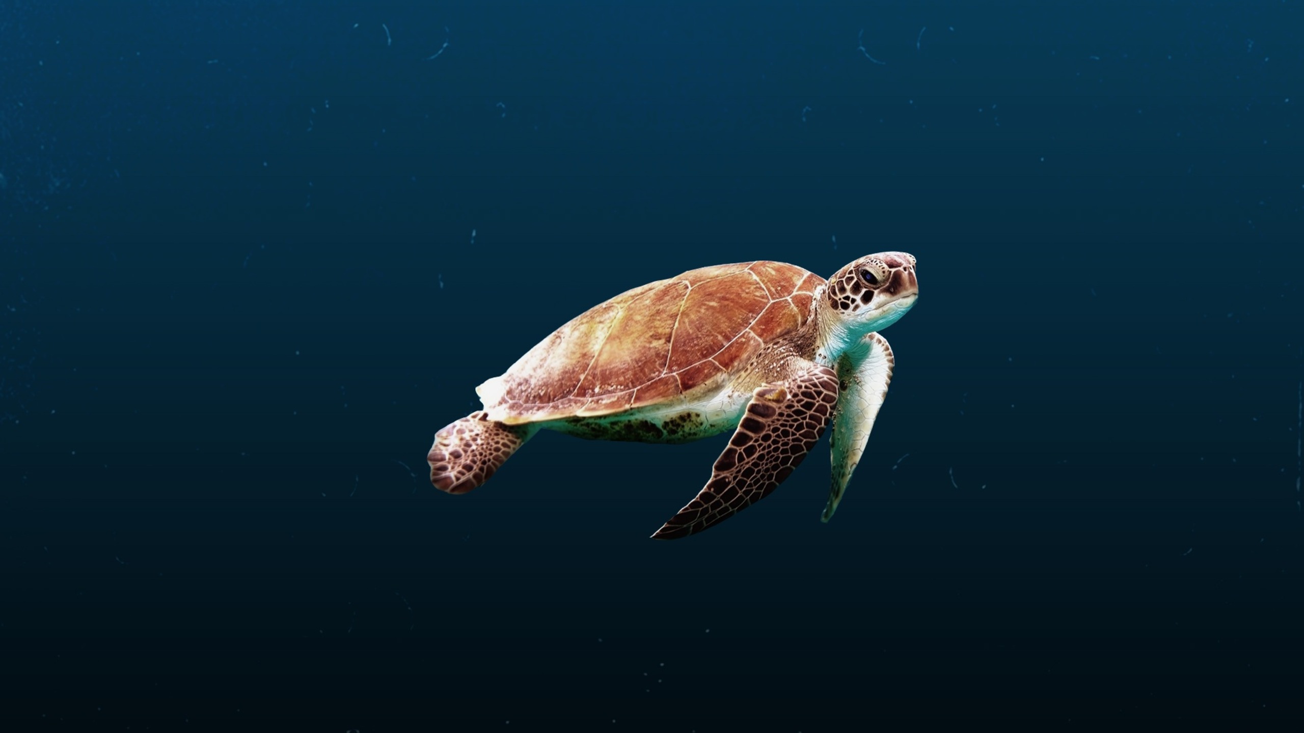 Sea Turtle 1440P Resolution HD 4k Wallpaper, Image, Background, Photo and Picture