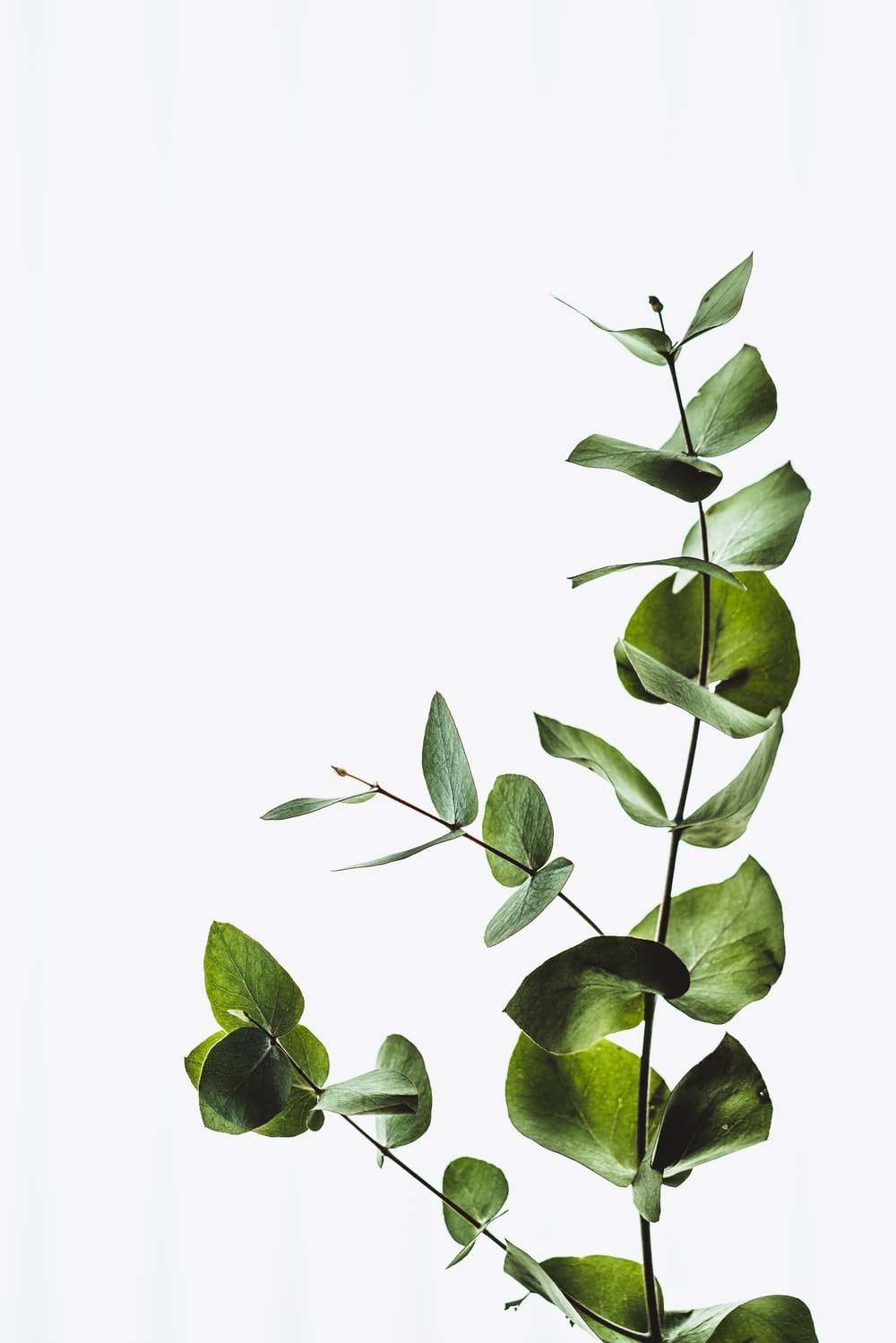 Eucalyptus Leaves Picture. Download Free Image