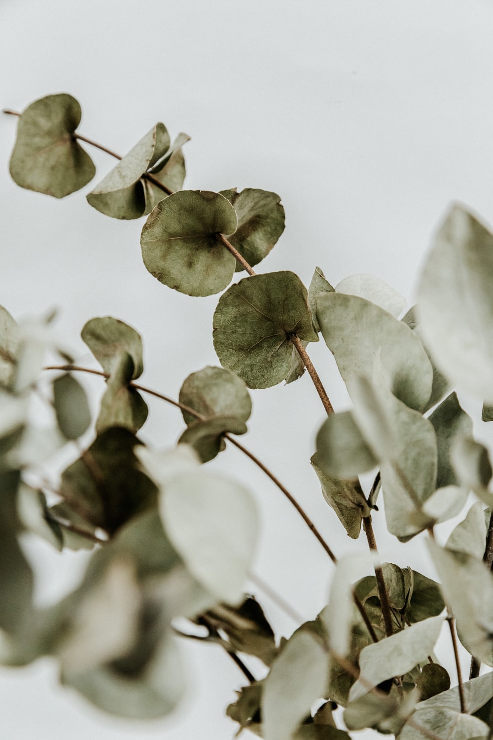 Eucalyptus Plant Picture. Download Free Image