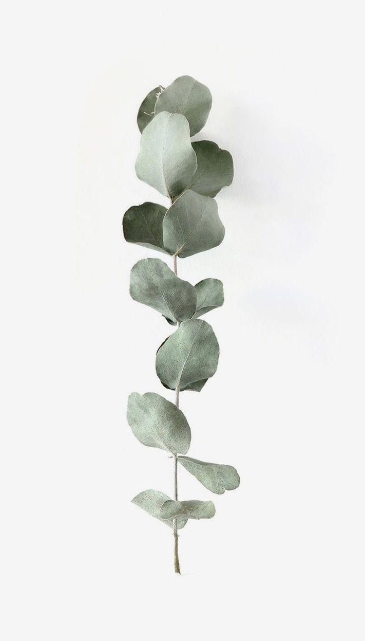 Baby blue eucalyptus. Wedding picture walls, Plant photography, Plant aesthetic