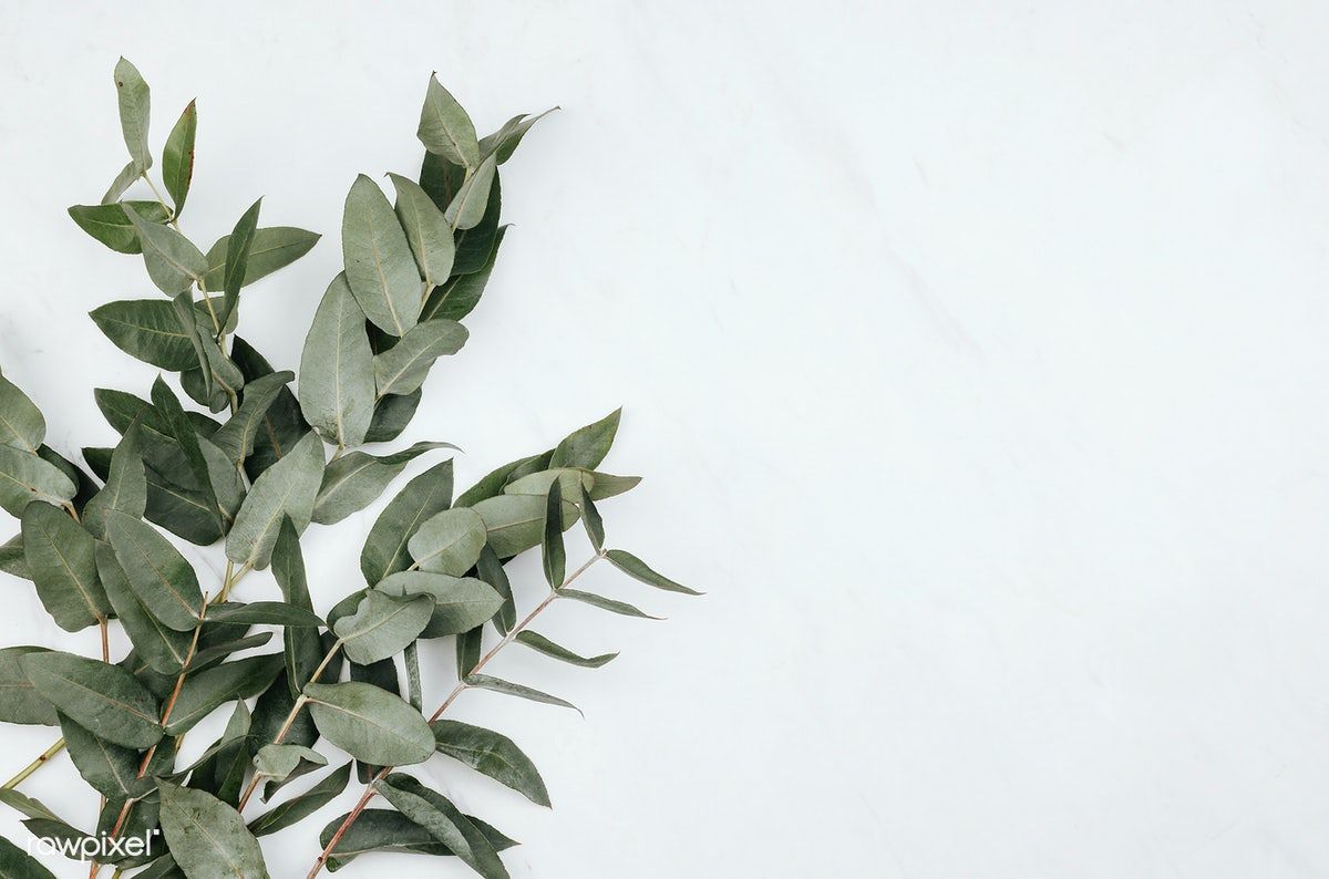 Eucalyptus Autumn Wallpapers - Wallpaper Cave