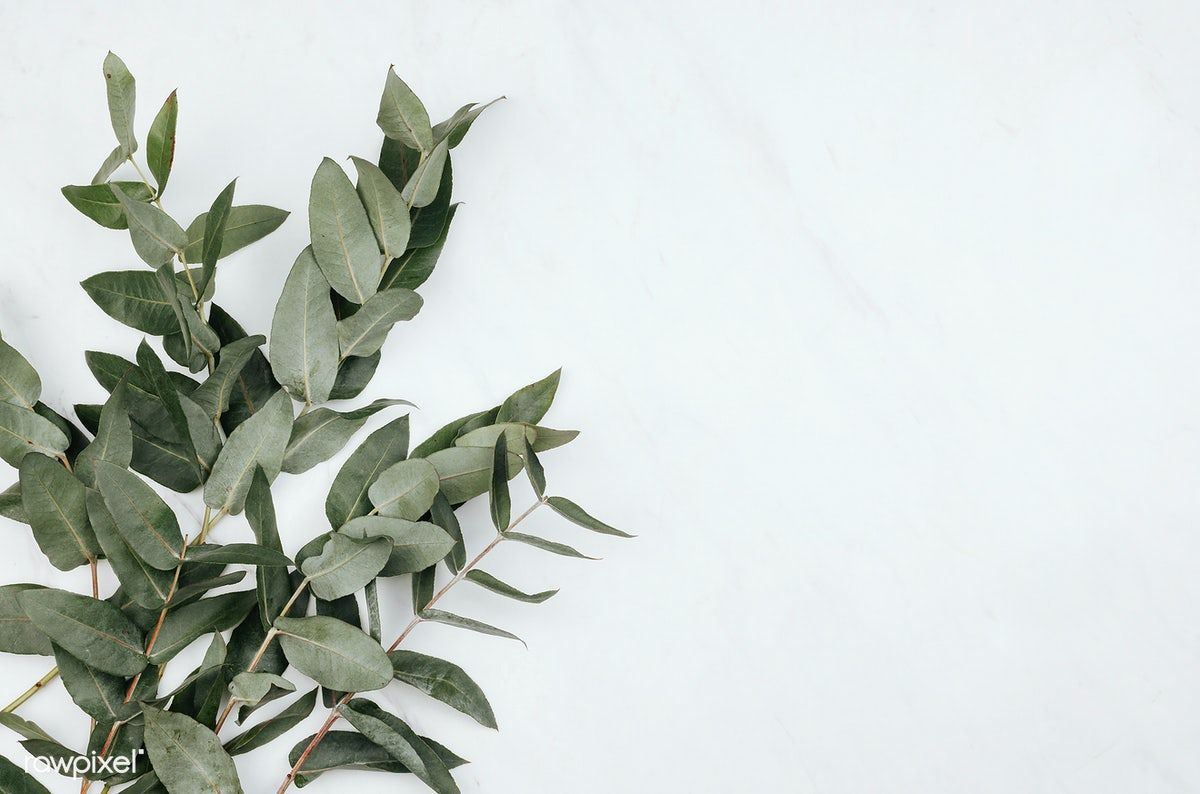 Eucalyptus on a white marble background. free image / Karolina / Kaboompics. White marble background, Marble background, Twitter background