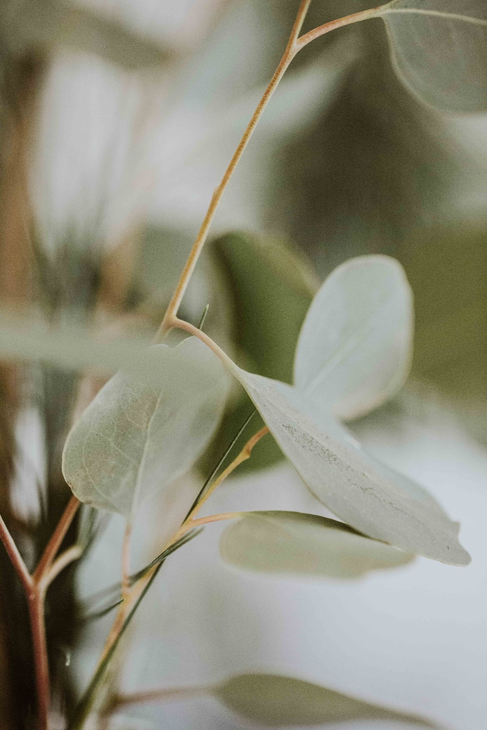 Eucalyptus Autumn Wallpapers - Wallpaper Cave