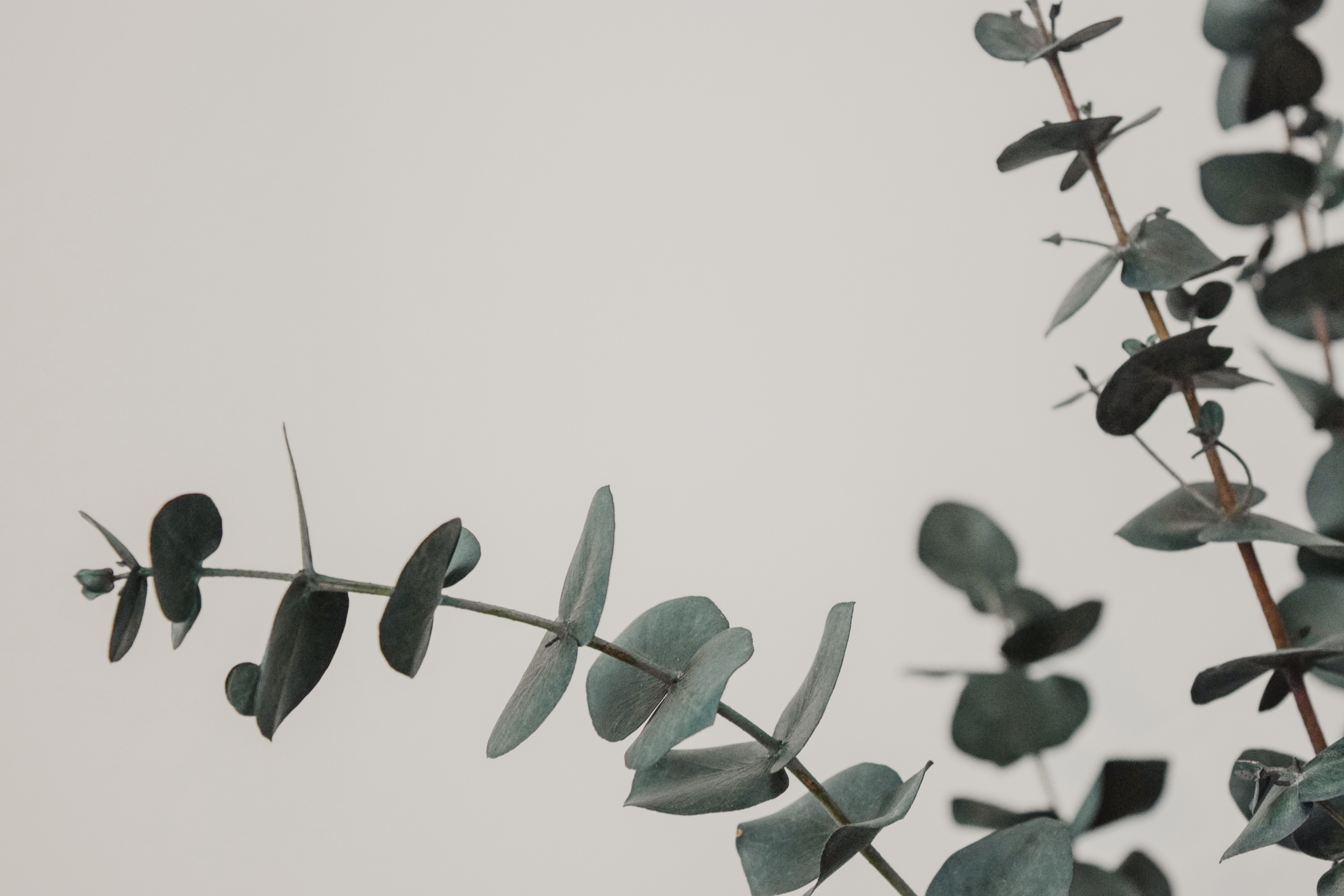 6000x4000 #house, #home, #branch, #house plant, #decor, #close up, #plant, #eucalyptus, #garden, #modern, #design, #eucalyptu, #Free picture, #leaf, #dark green, #green, #white, #landscape, #photography, #foggy, #greenery. Mocah HD Wallpaper