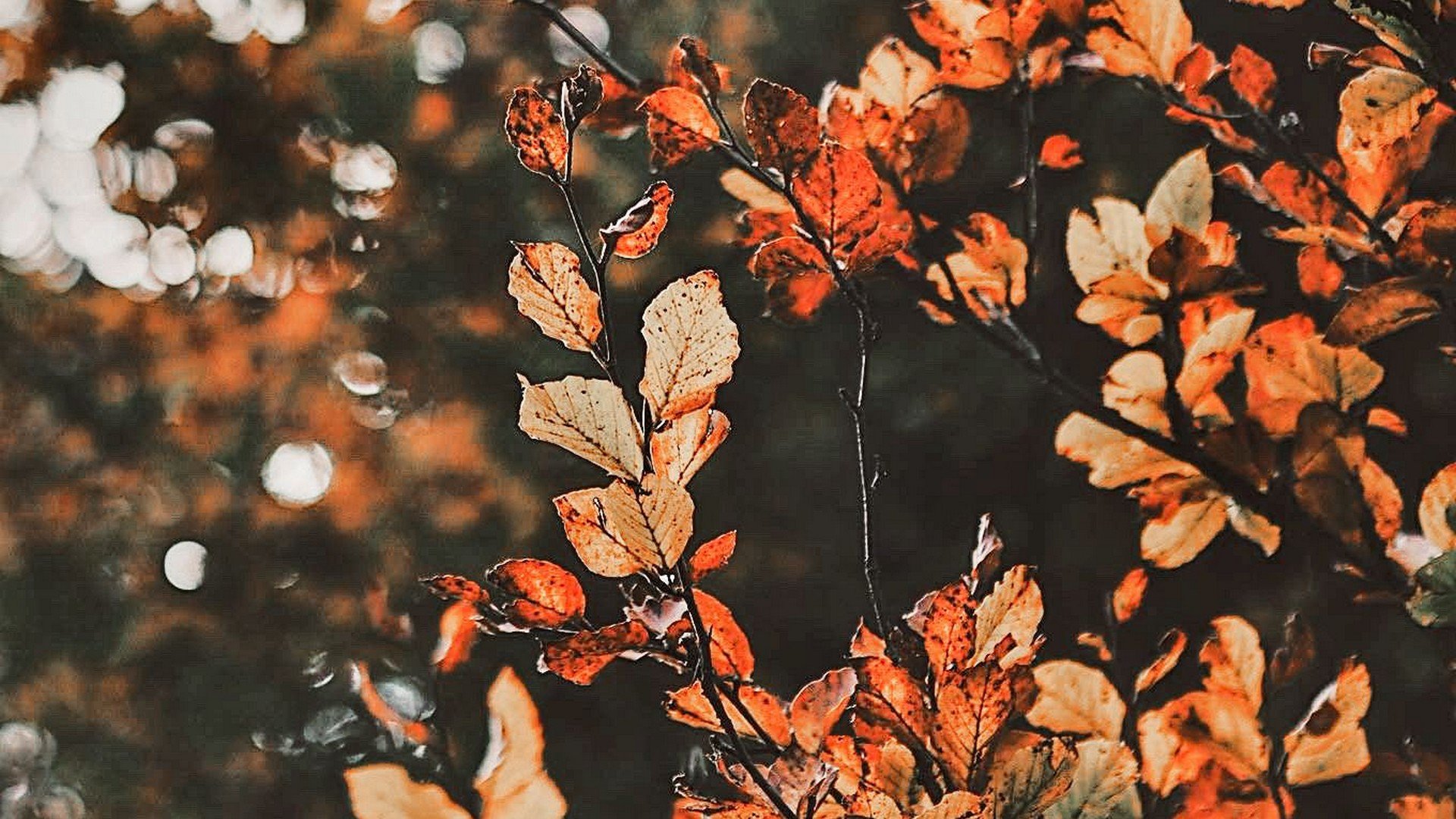 Autumn Aesthetic Laptop Wallpapers - Top Free Autumn Aesthetic Laptop  Backgrounds - WallpaperAccess