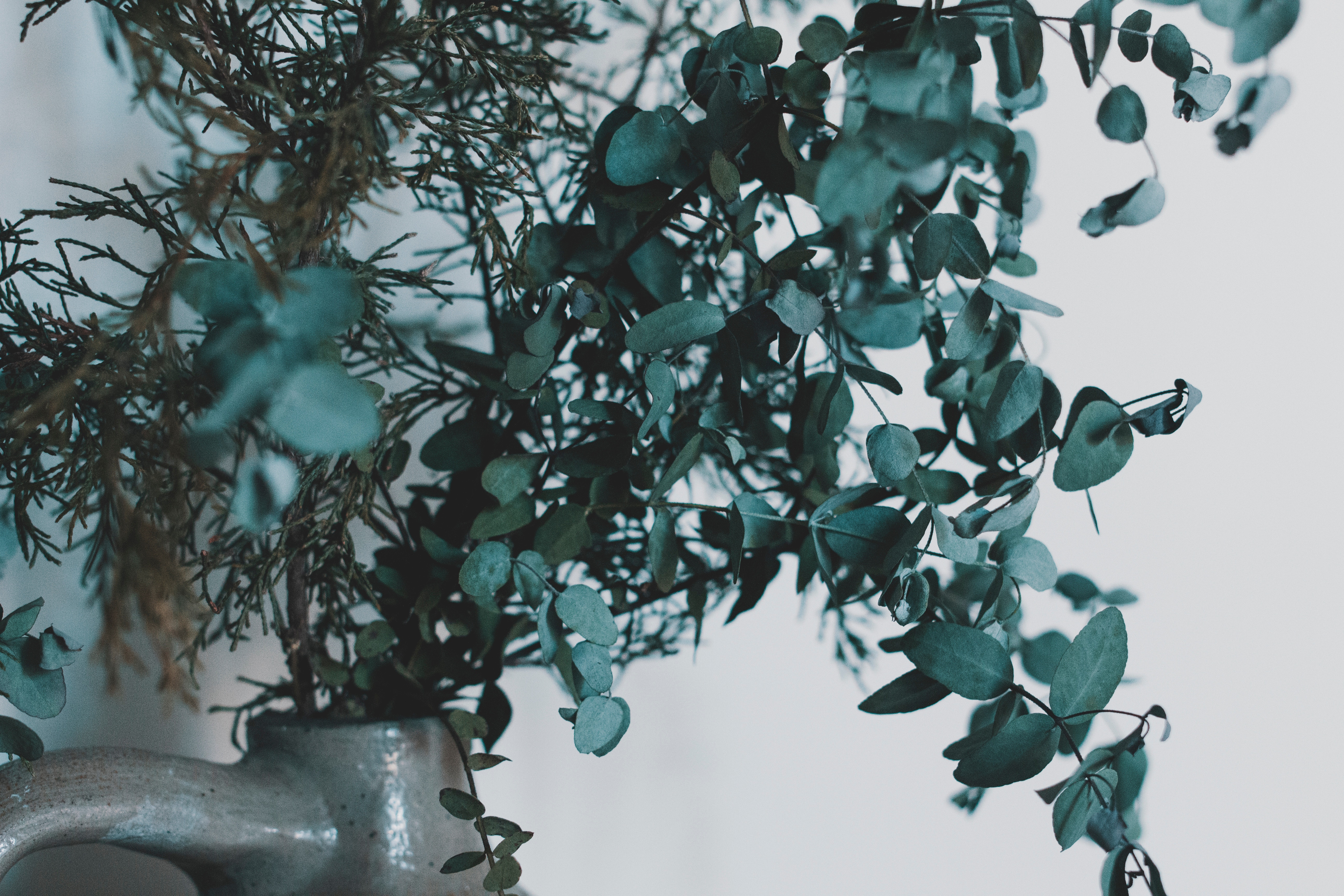 5184x3456 #vase, #green, #leaf, #jug, #green plant, #vintage, #cool, #greenery, #ceramic, #season, #Free , #summer, # eucalyptus, #fall, #vintage plant, #plant, #winter, #leafe, #leaves. Mocah HD Wallpaper