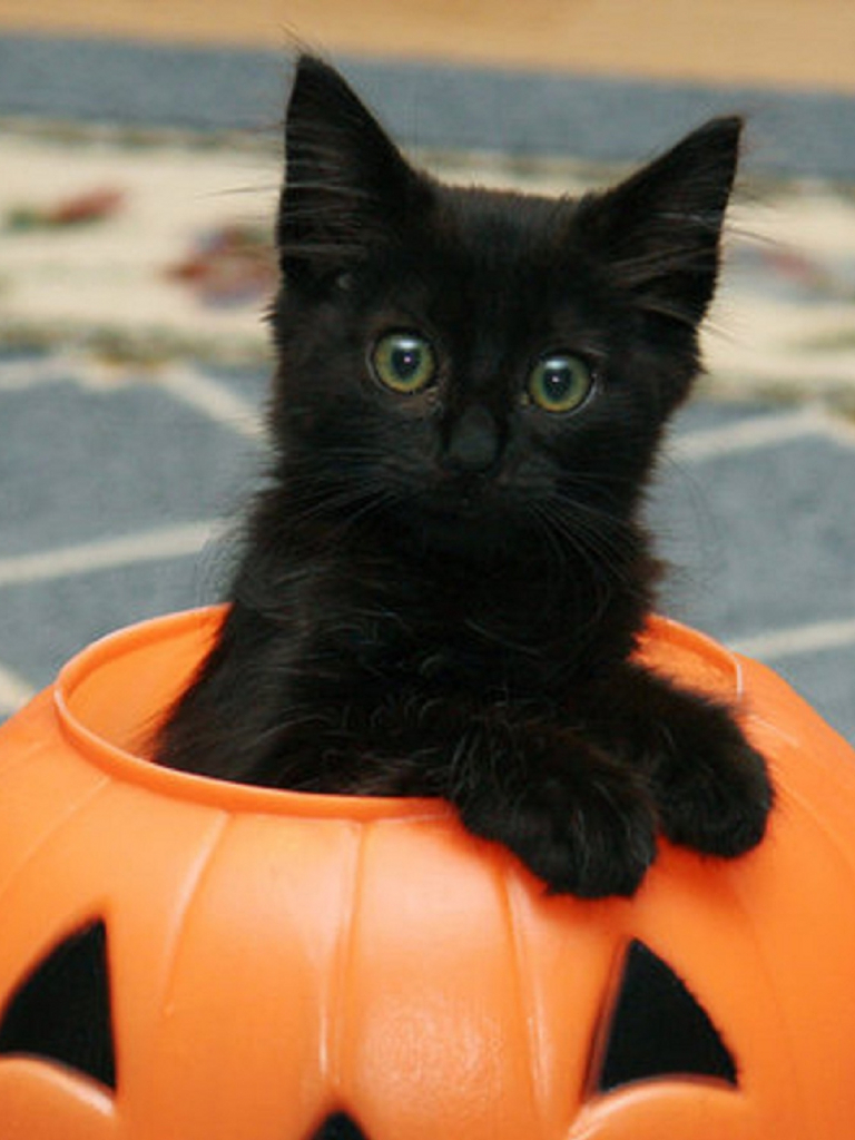Free download BooBlack kitten for halloween wallpaper ForWallpapercom [1700x1493] for your Desktop, Mobile & Tablet. Explore Black Cat Halloween Wallpaper. Black Cat Wallpaper Free, Cute Cat Halloween Wallpaper, Grumpy
