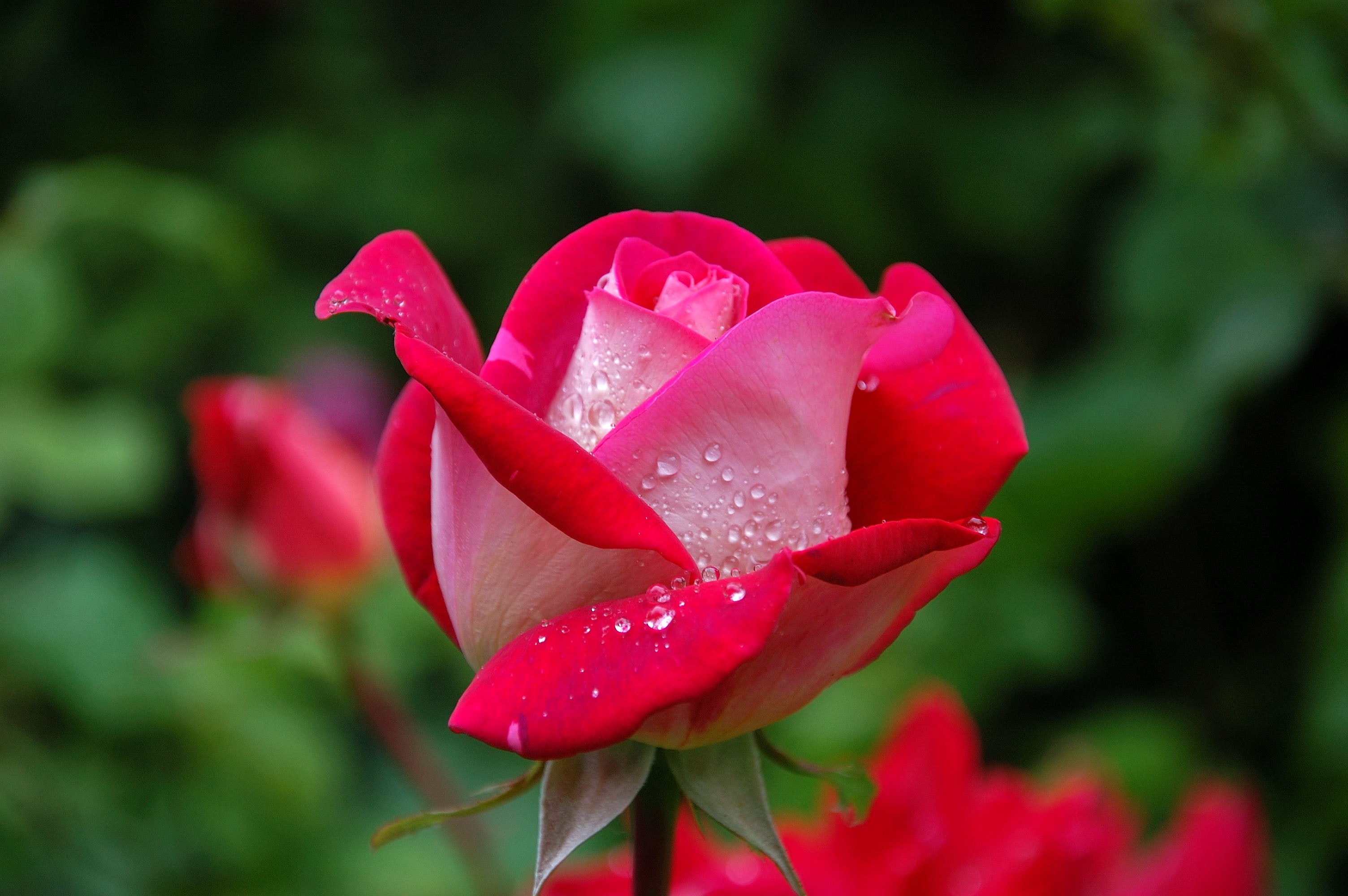 80,Best Rose Flower Photo · 100% Free Downloads