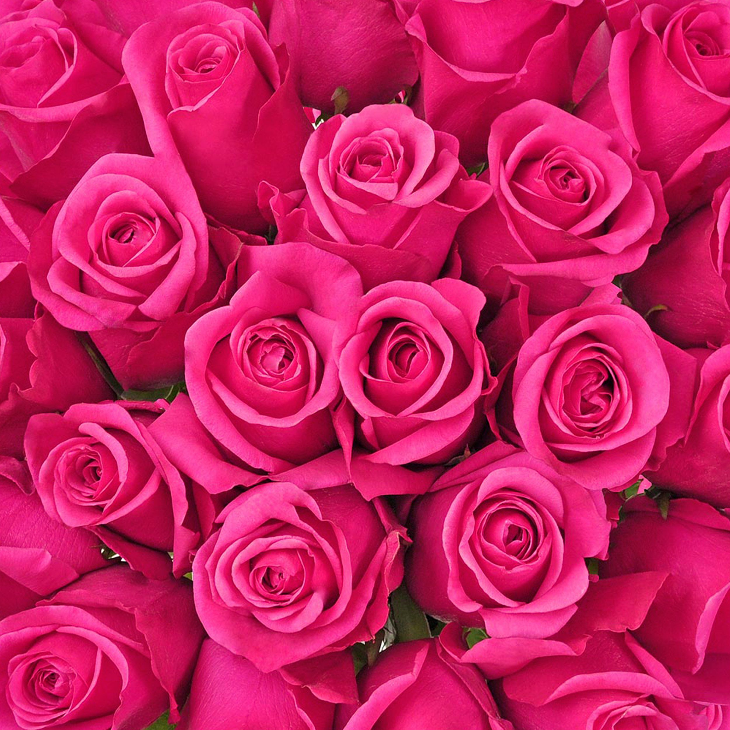 Hot Pink Roses. Pink roses background, Hot pink roses, Pink rose tattoos