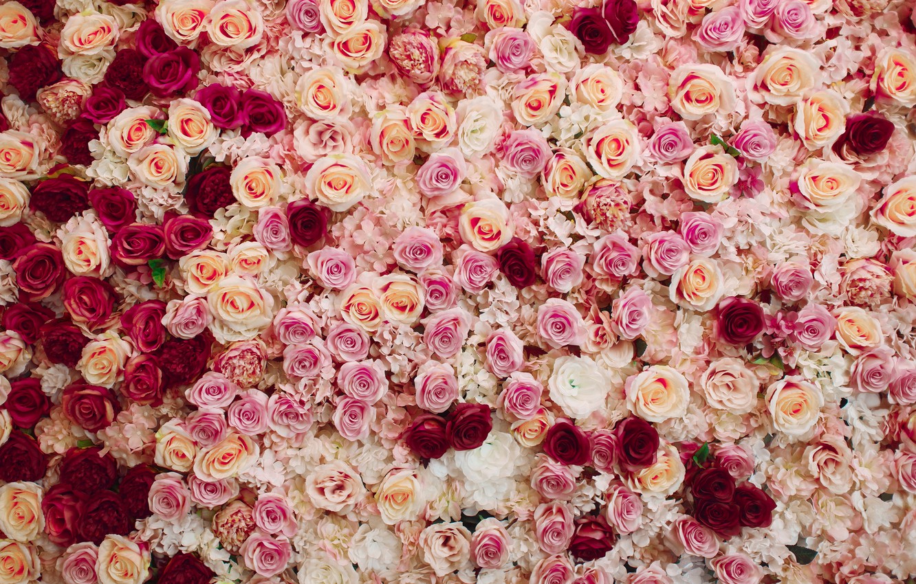 Red And Pink Roses Wallpapers - Wallpaper Cave