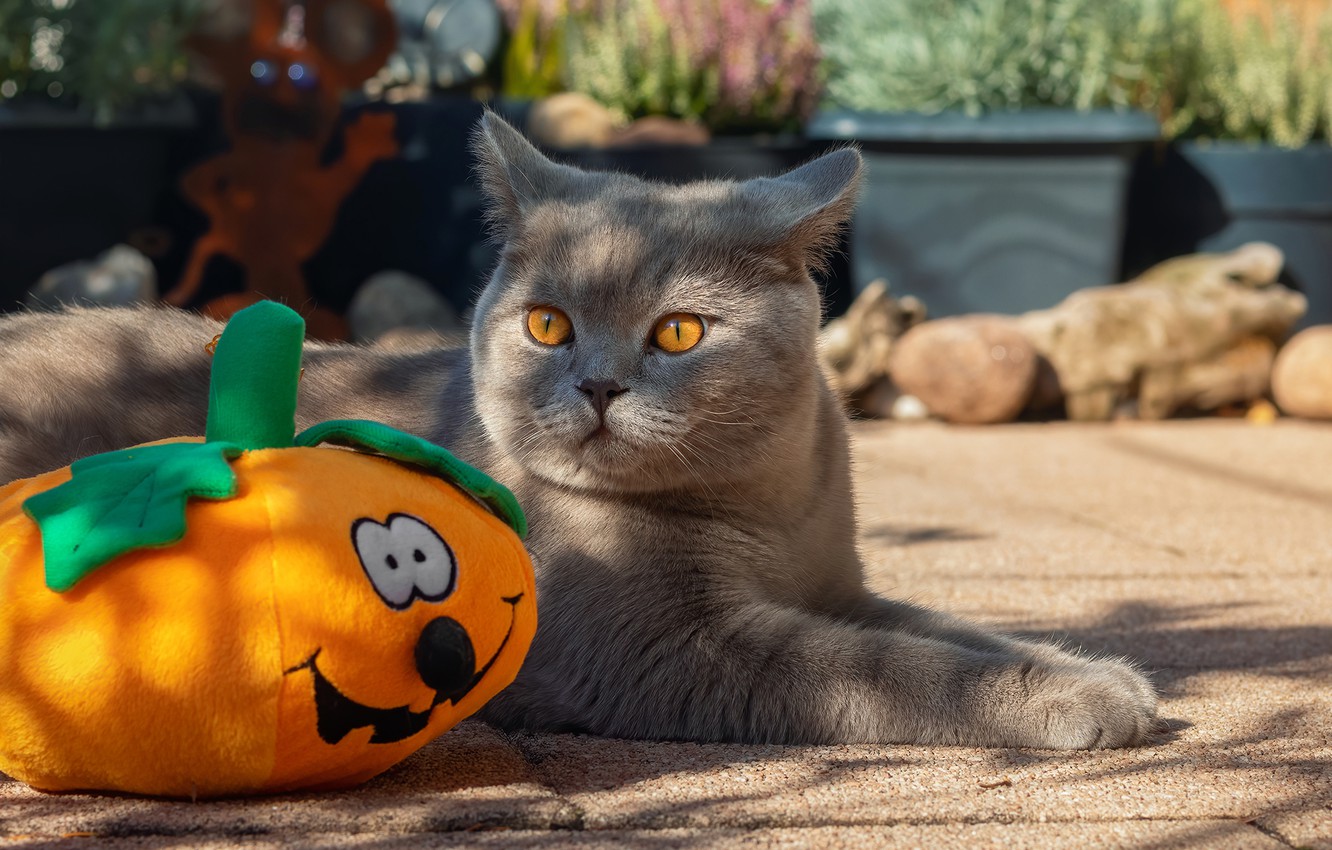 Wallpaper cat, cat, Halloween, pumpkin, Halloween image for desktop, section кошки