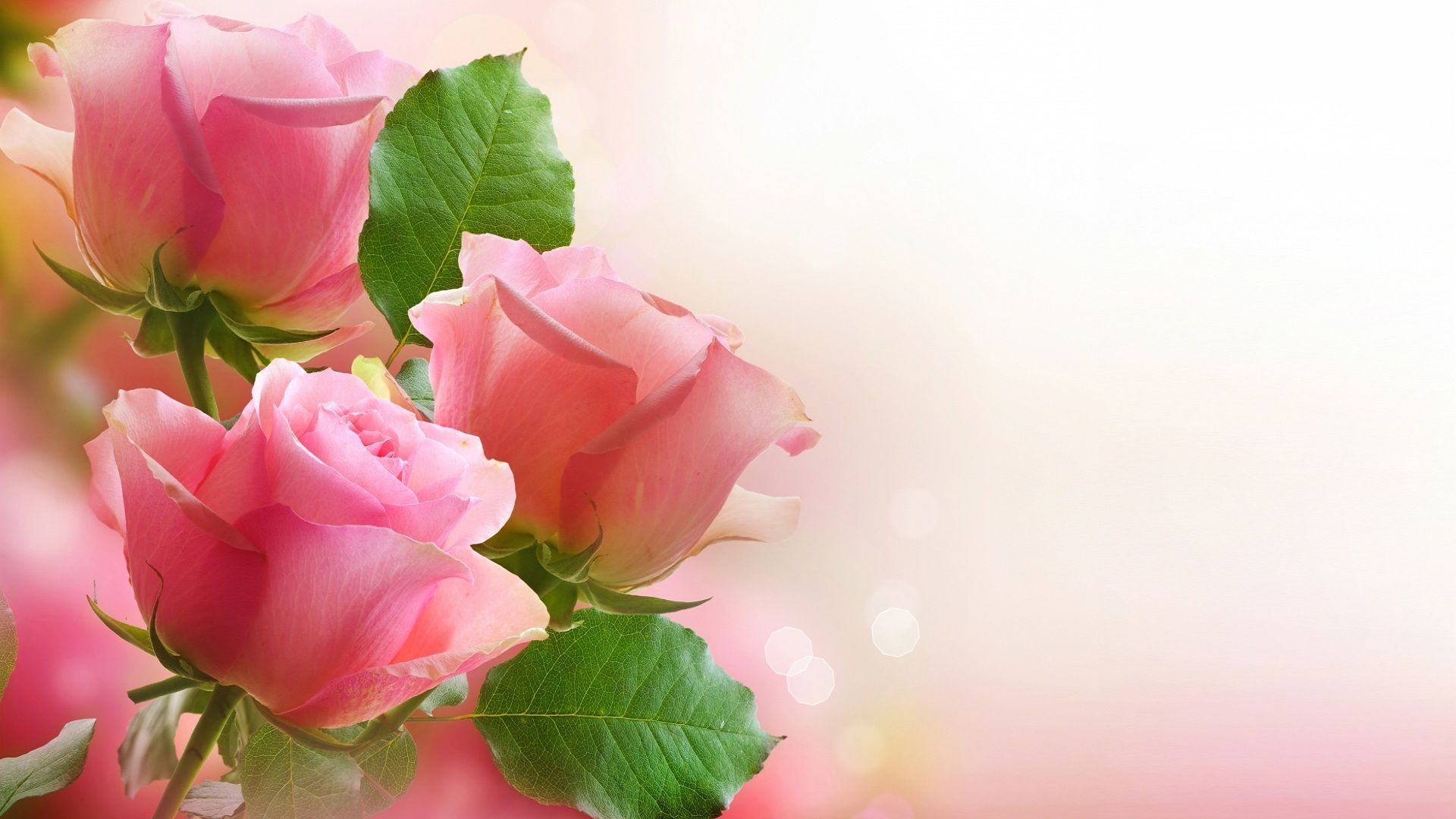 Light Pink Roses Wallpaper