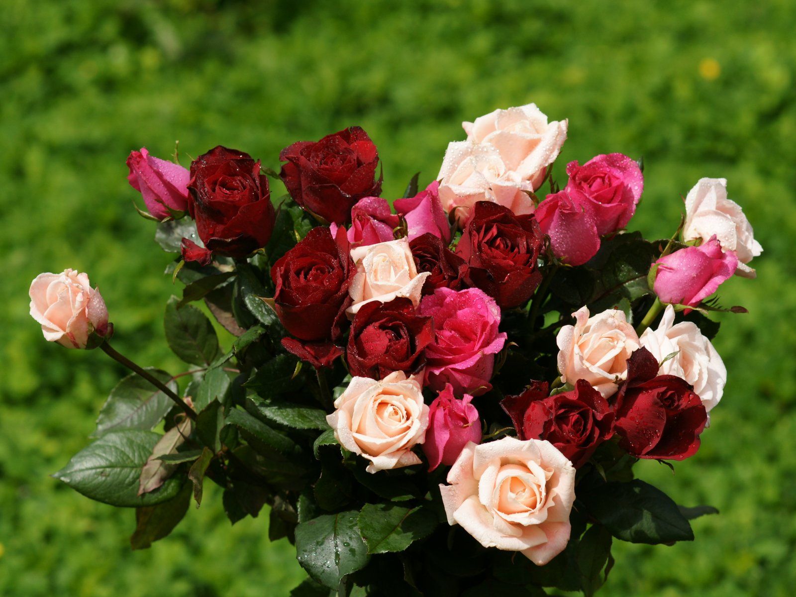 Red And Pink Roses Wallpapers - Wallpaper Cave