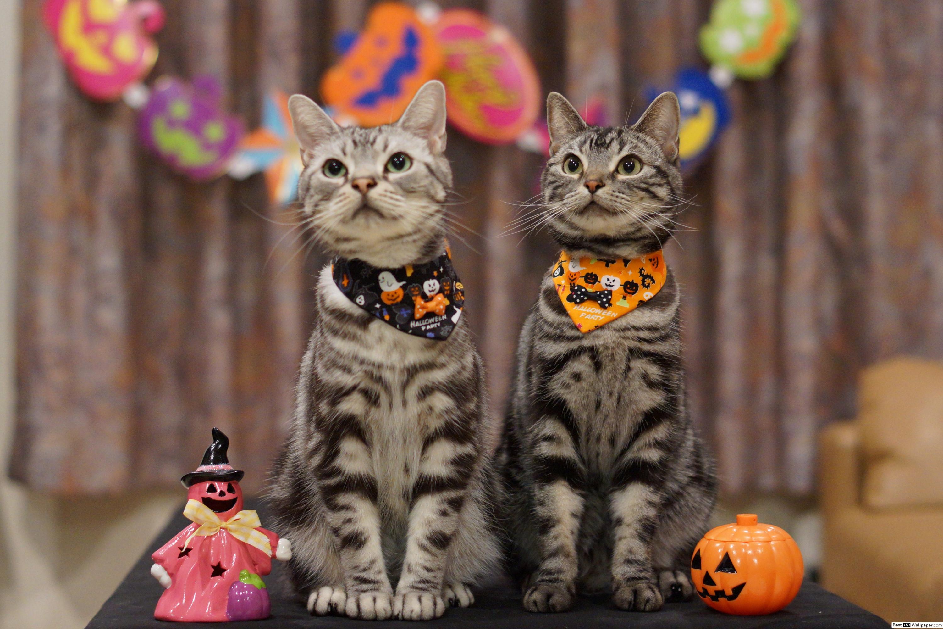Cats costume to celebrate Halloween HD wallpaper download