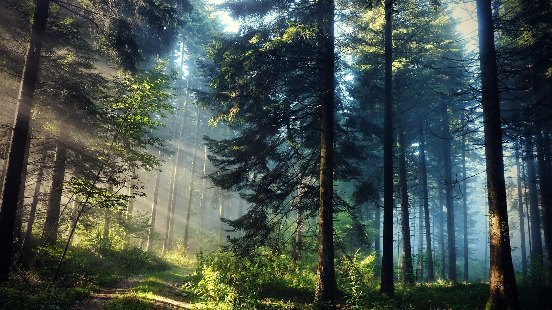 Green forest wallpaper, landscape photography of a forest, trees, sun rays • Wallpaper For You HD Wallpaper For Desktop & Mobile
