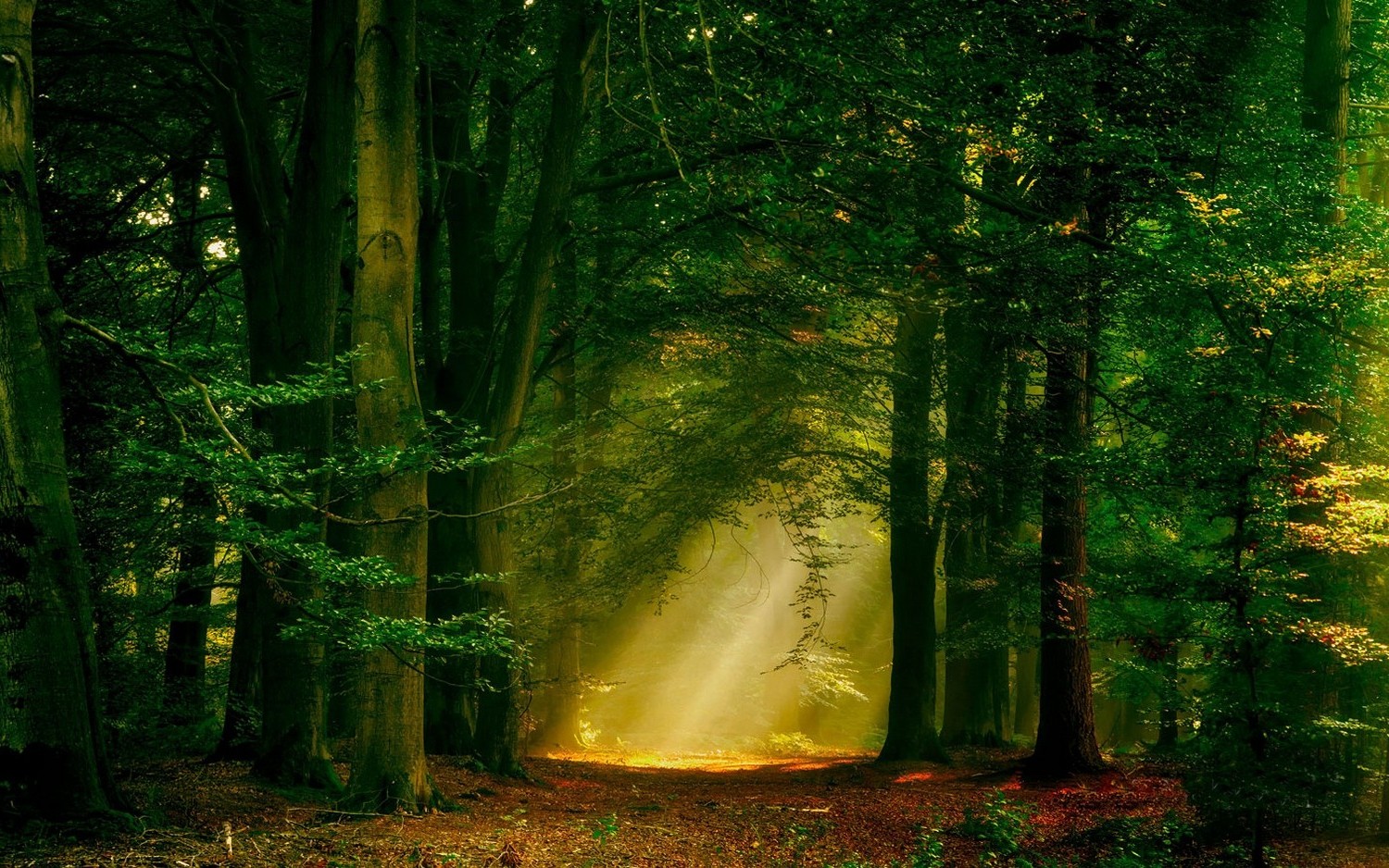 sun Rays, Forest, Nature, Path, Trees, Landscape, Mist Wallpaper HD / Desktop and Mobile Background