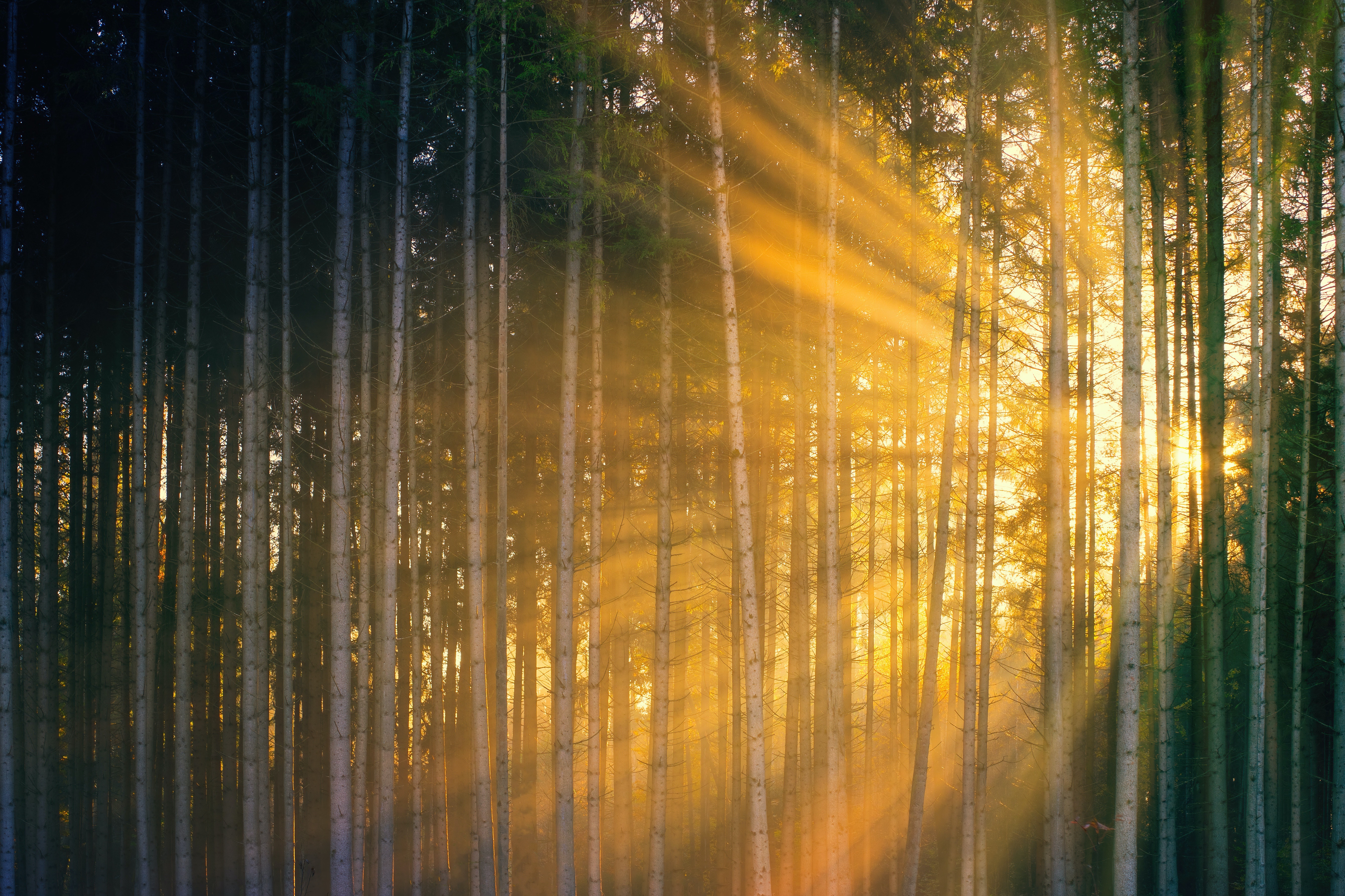 Sun rays shining through trees in forest during sundown · Free