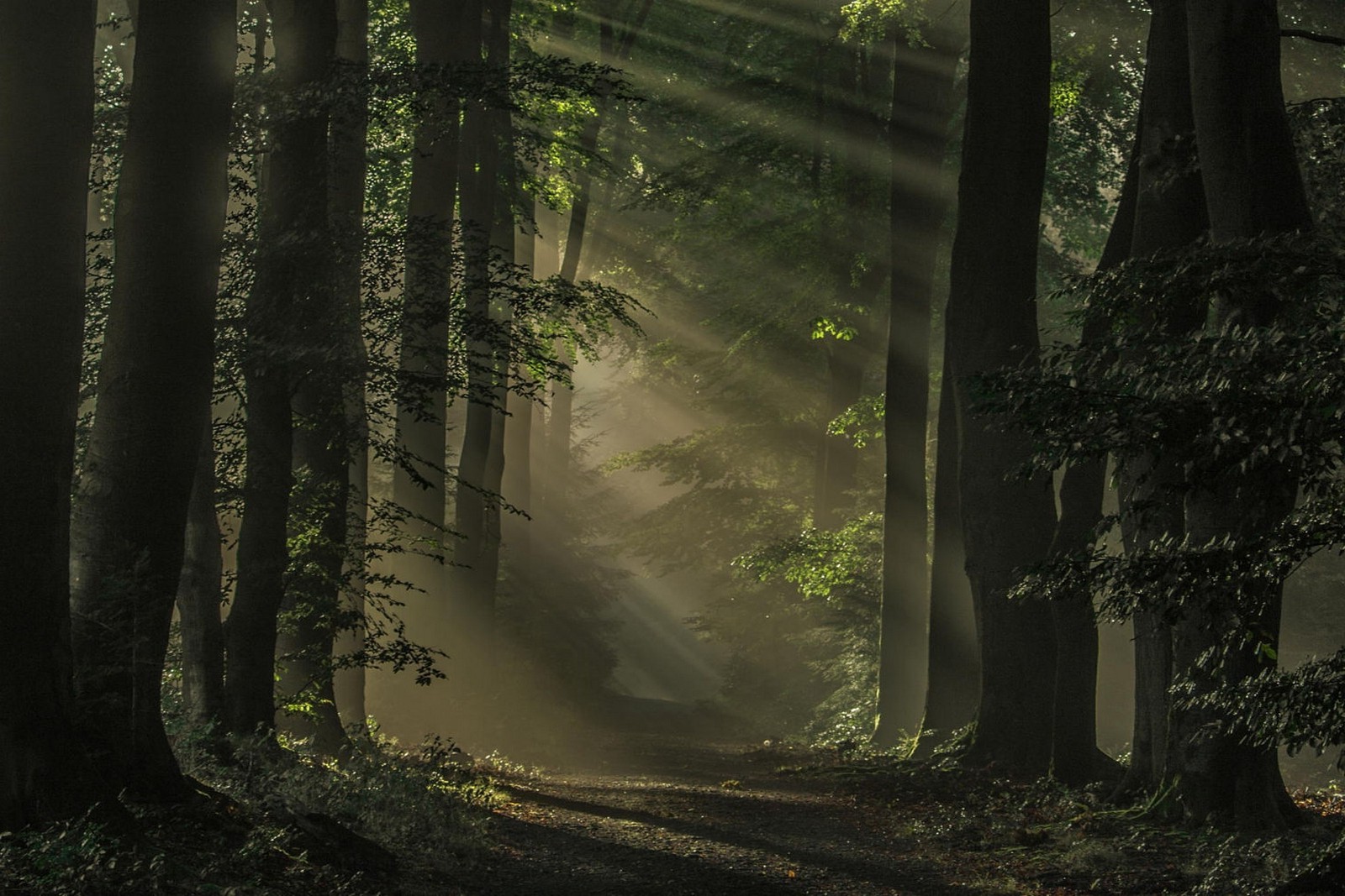 Wallpaper, sunlight, trees, landscape, dark, nature, sunrise, green, morning, mist, sun rays, atmosphere, Netherlands, jungle, path, swamp, rainforest, wetland, light, tree, autumn, fog, darkness, screenshot, woodland, 1600x1067 px, habitat, natural