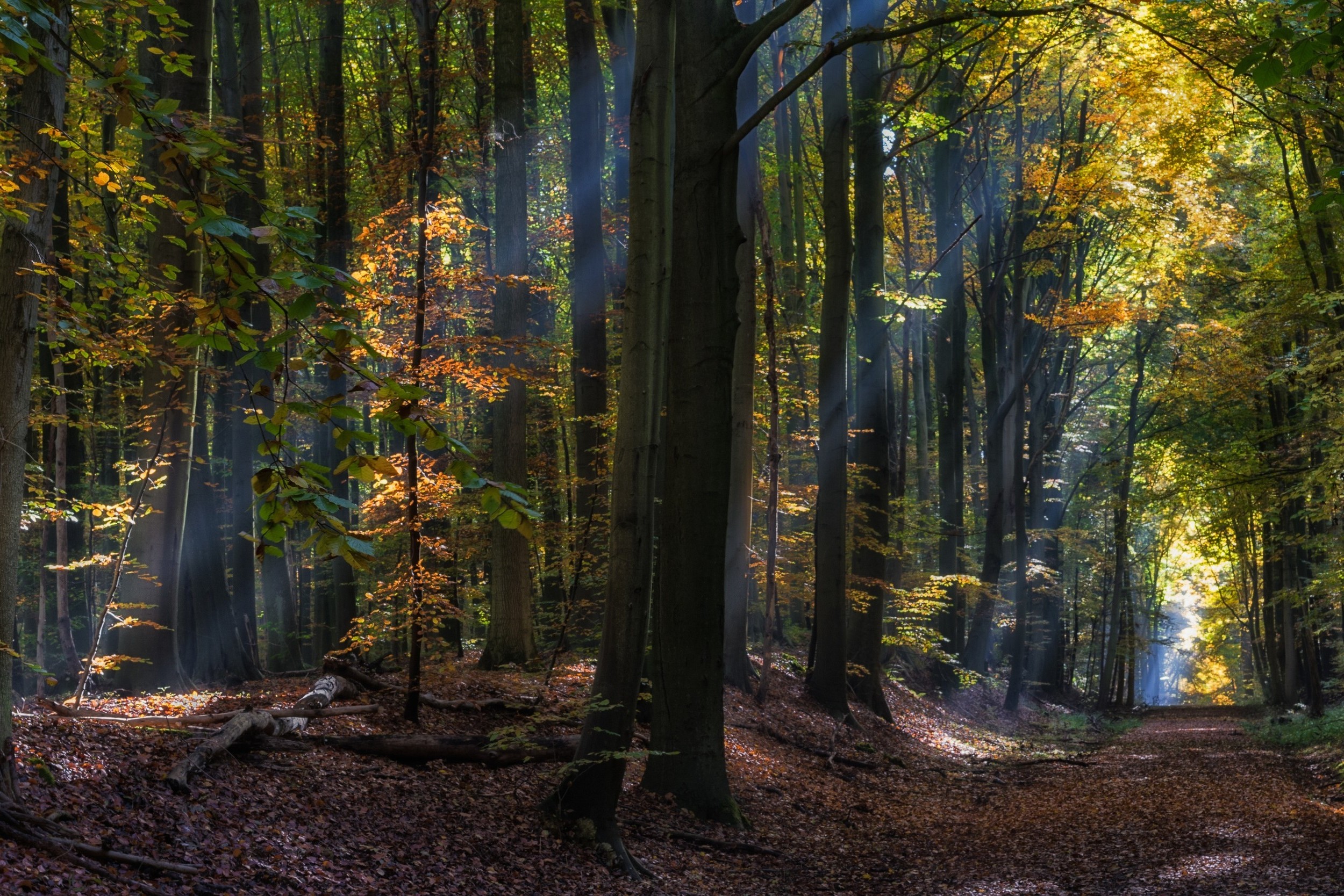 nature, Landscape, Fairy Tale, Forest, Sun Rays, Sunlight, Path, Leaves, Trees Wallpaper HD / Desktop and Mobile Background