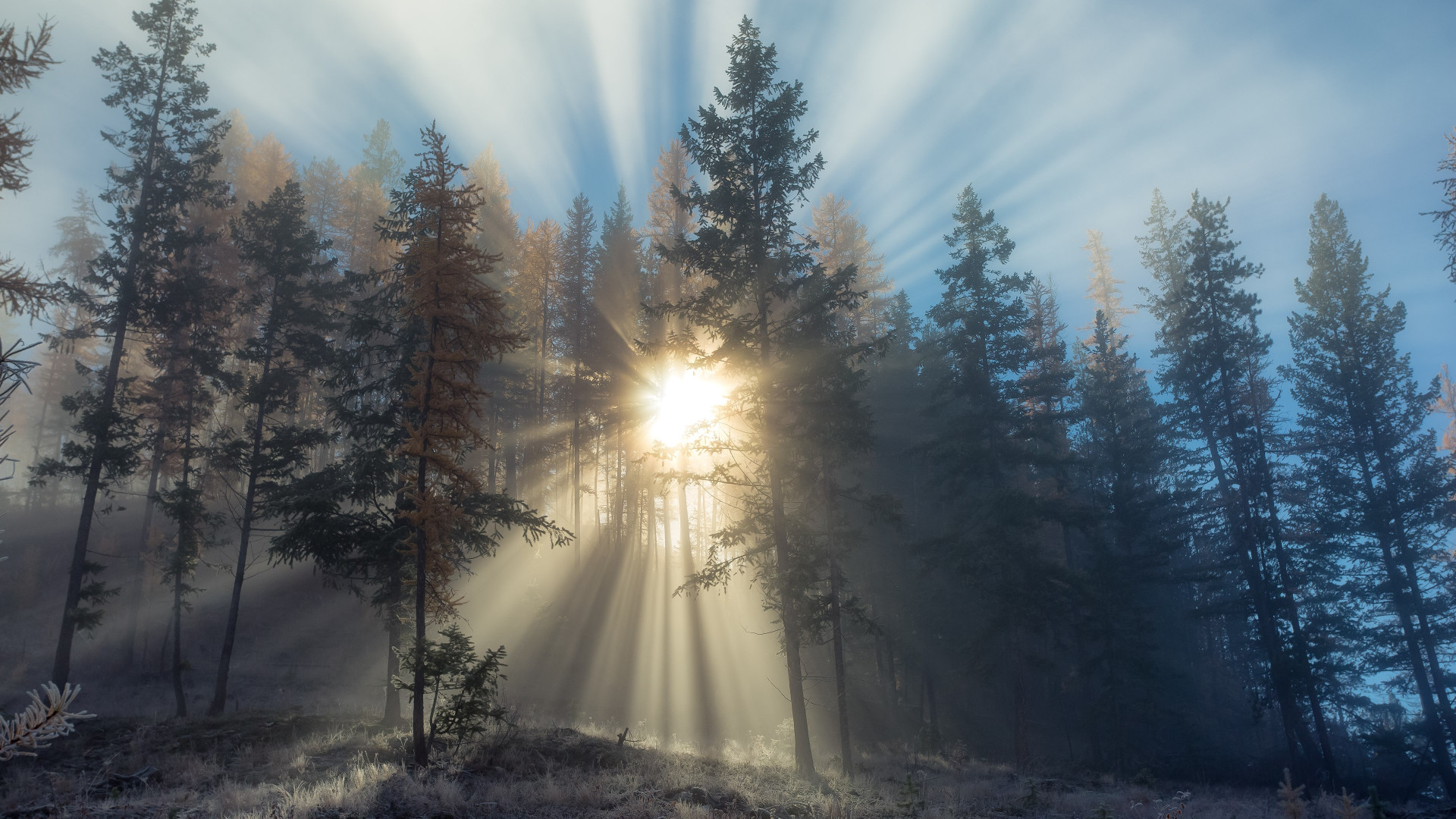 Download wallpaper: Sun rays through forest trees 1920x1080