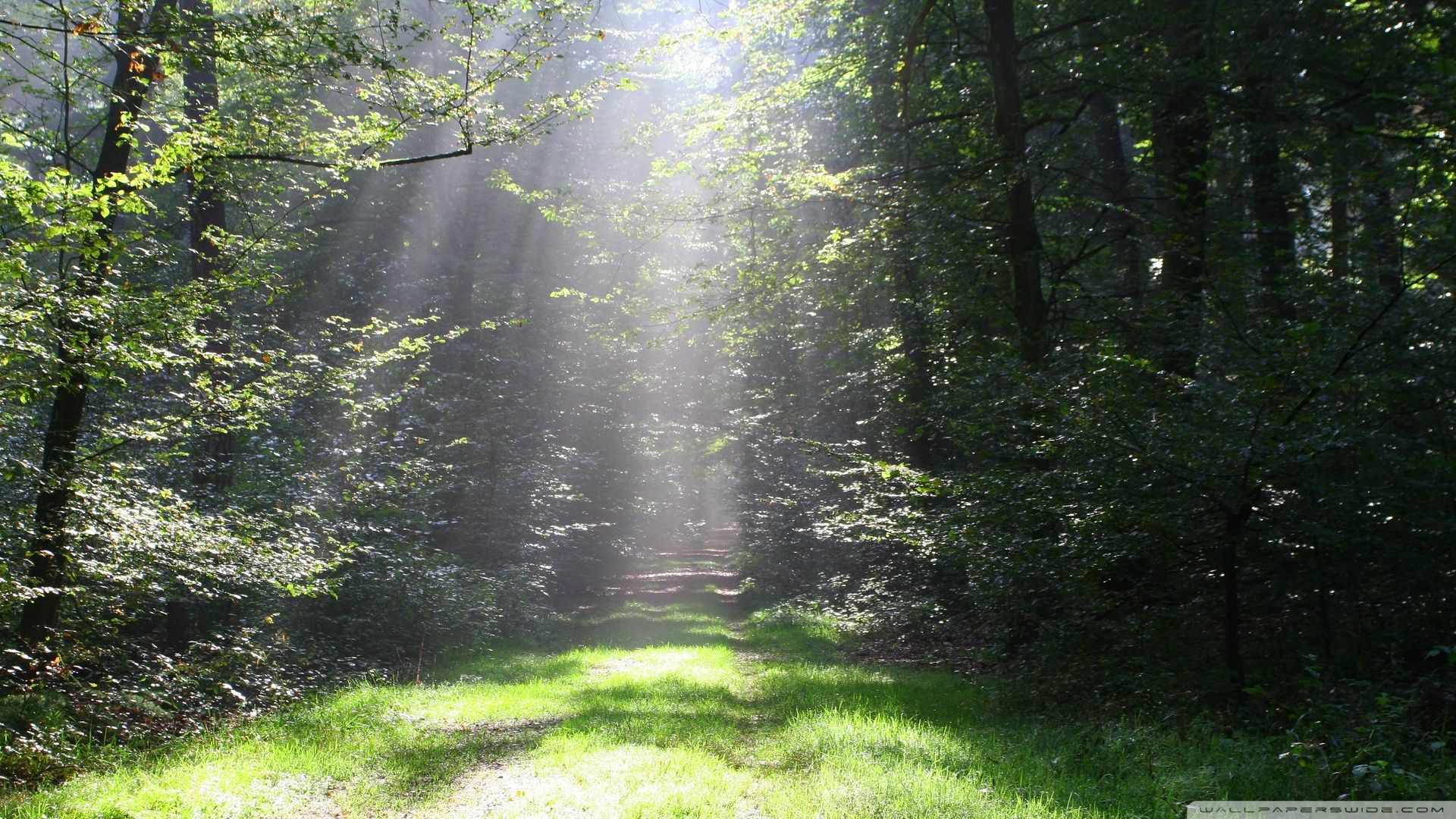 Forest Sun Rays wallpaper. Nature background image, Landscape wallpaper, Tree lighting