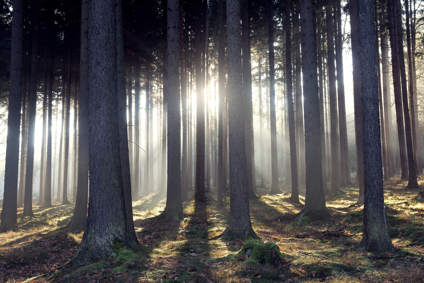 Buy Sun rays through trees wallpaper US shipping at Happywall.com