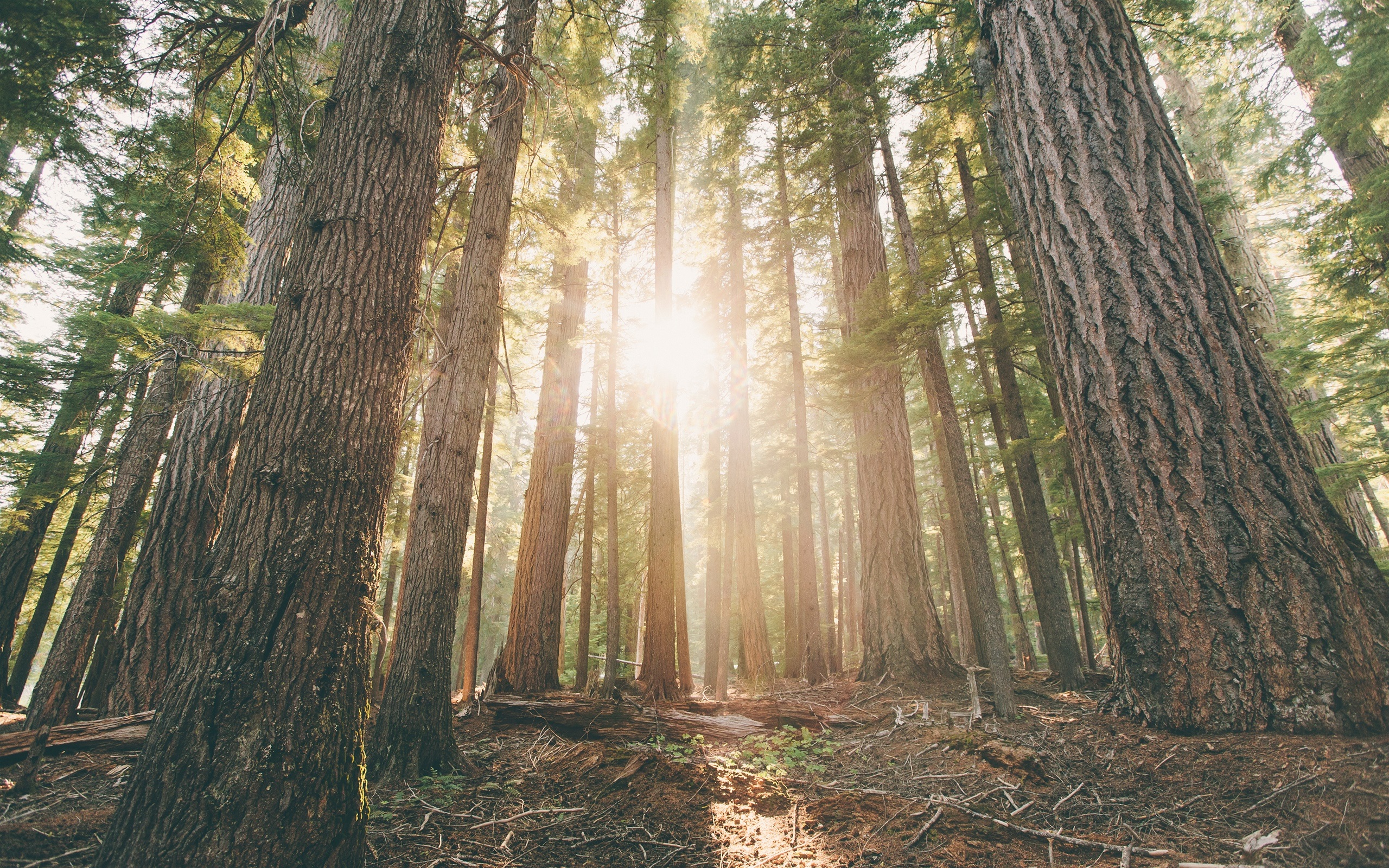 Wallpaper Oregon, Forest, Pine Trees, Dawn, Sun Rays Desktop Background