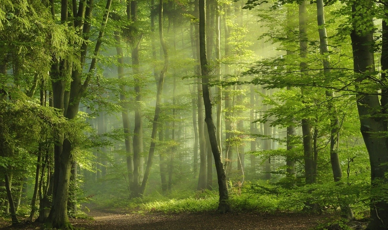 #sun rays, #green, #sunbeams, #landscape, #morning, #path, #nature, #forest, #spring, #trees, wallpaper. Mocah HD Wallpaper