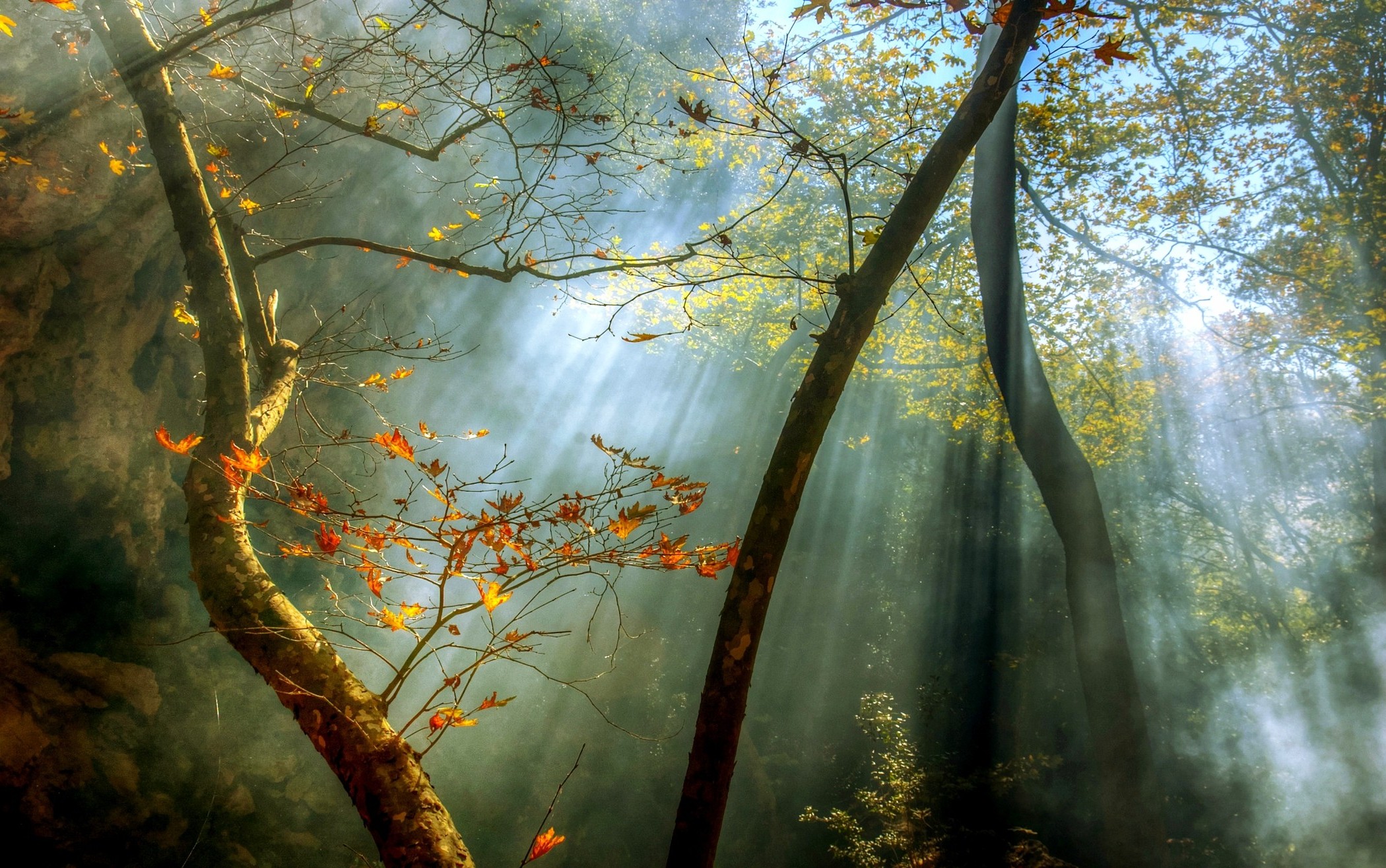 nature, Landscape, Forest, Sunrise, Fall, Mist, Sun Rays, Trees, Leaves Wallpaper HD / Desktop and Mobile Background