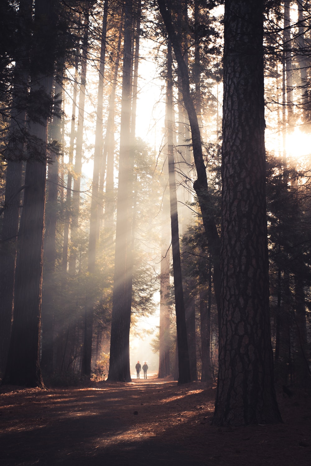 trees in forest with sun rays photo