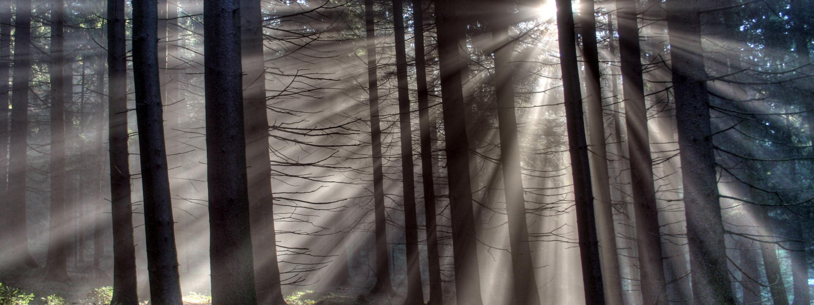 Sun rays panatratees branches in the forest