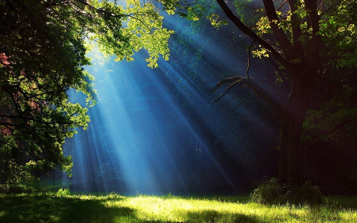 Landscape, Nature, Forest, Grass, Sun Rays, Trees, Mist, Green #landscape #nature #forest #grass sun rays #trees. Pink flowering trees, Green landscape, Landscape