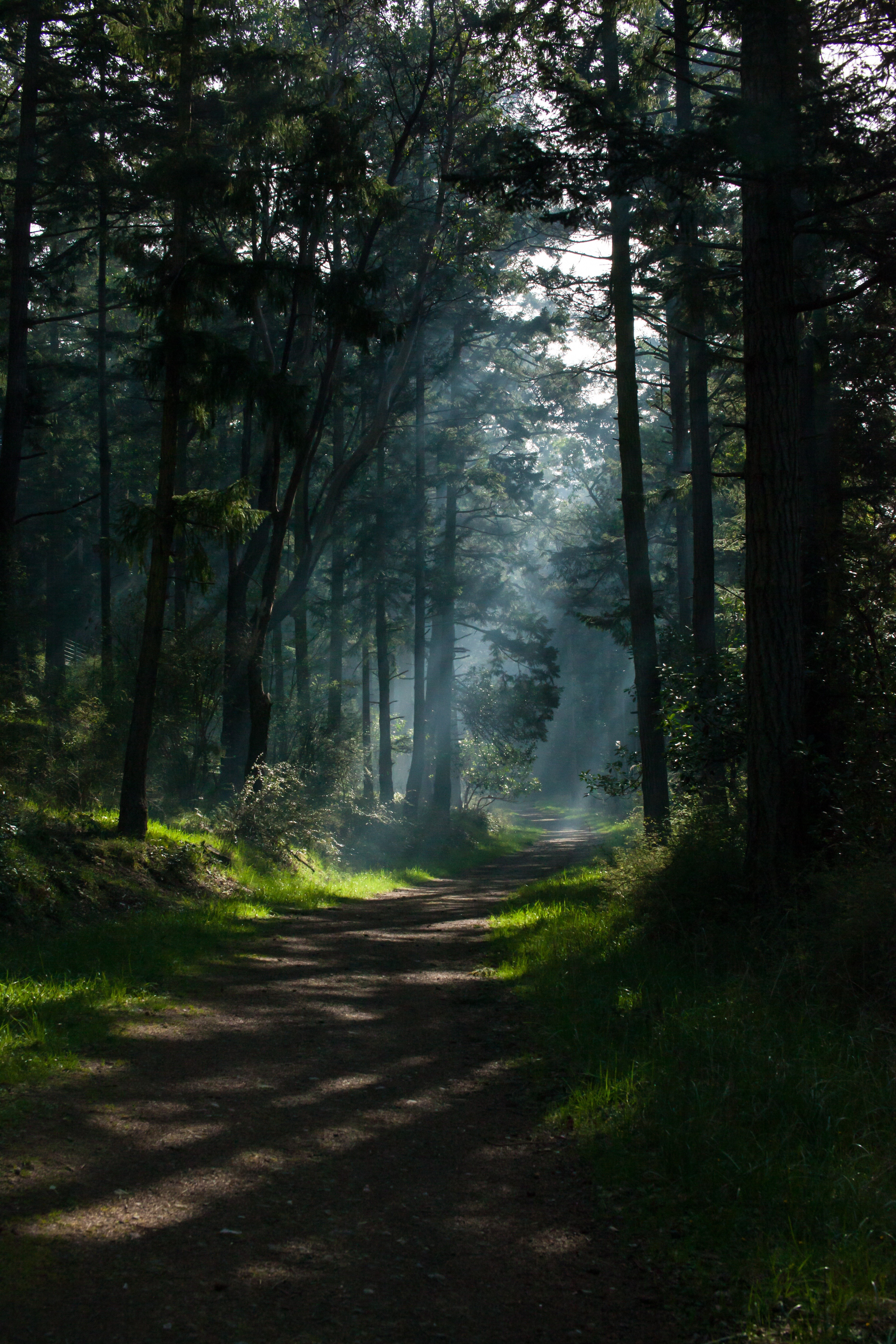 nature trees portrait display path forest sunlight dappled sunlight sun rays shadow wallpaper. Mocah HD Wallpaper