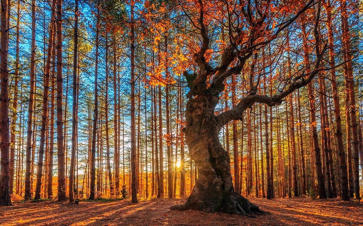 landscape nature sunrise forest trees fall sun rays bulgaria shadow sunlight wallpaper
