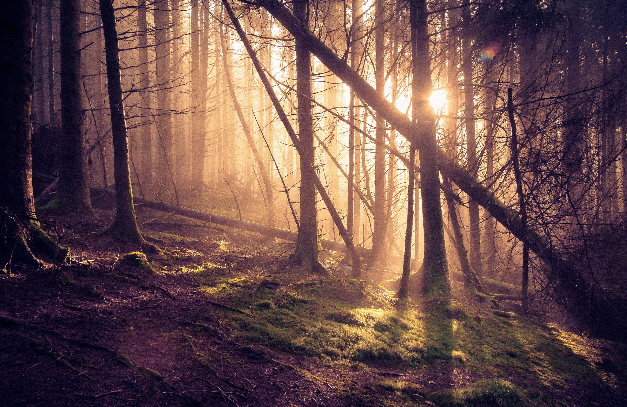 Free download Wallpaper forest pine tree tree sun rays desktop wallpaper [2048x1331] for your Desktop, Mobile & Tablet. Explore Pine Forest iPhone Wallpaper. Forest Wallpaper for Desktop, Foggy Forest