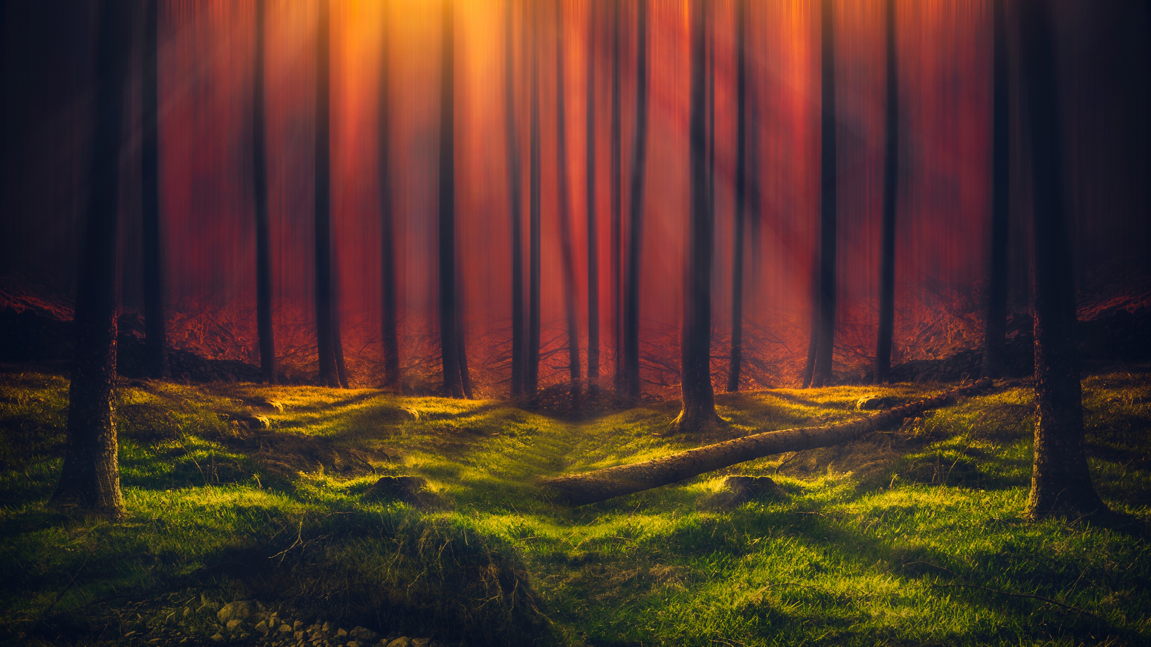 Sun rays Wallpaper 4K, Forest, Grass, Woods, Tall Trees, Sunny, Orange, Nature